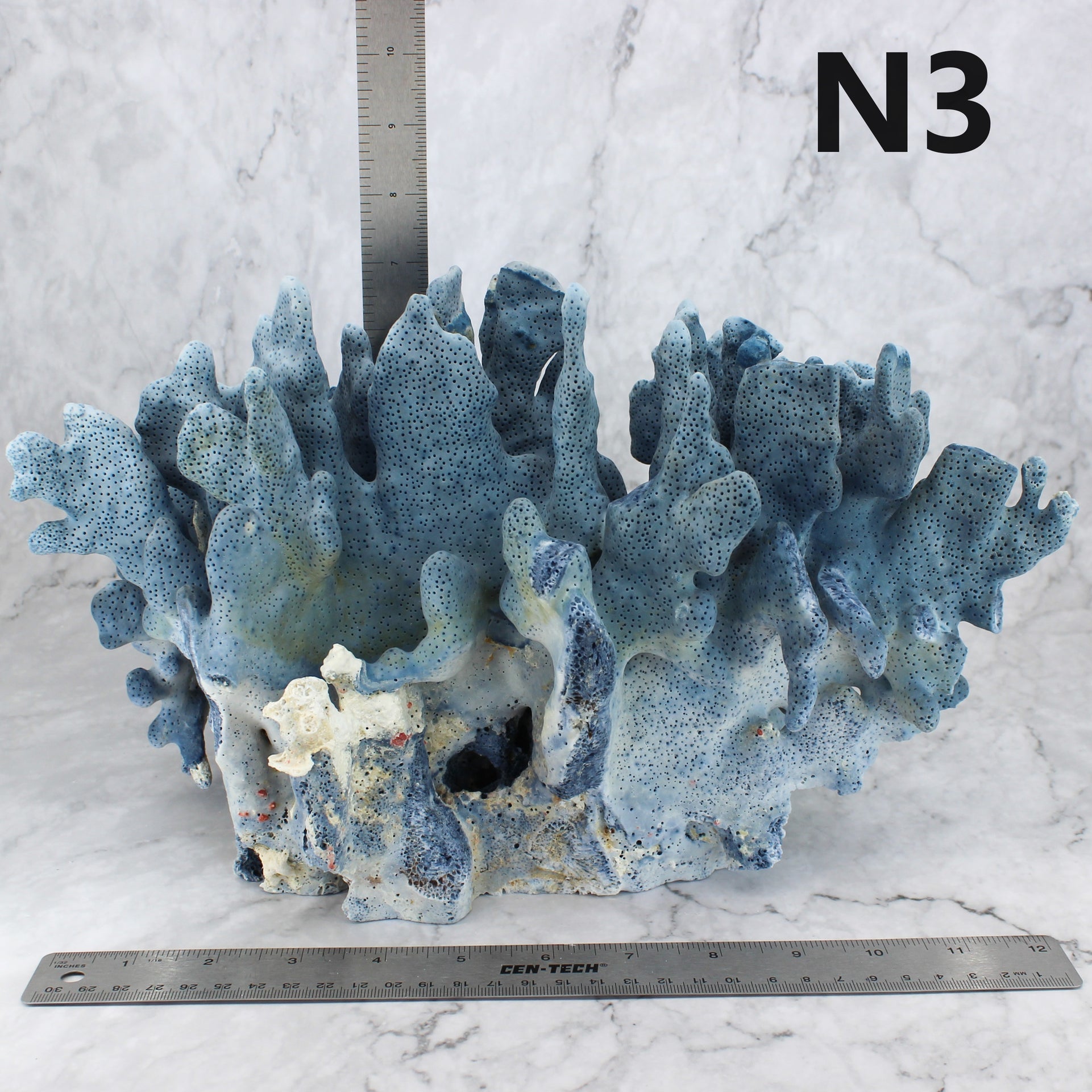 Blue Coral 12-14"