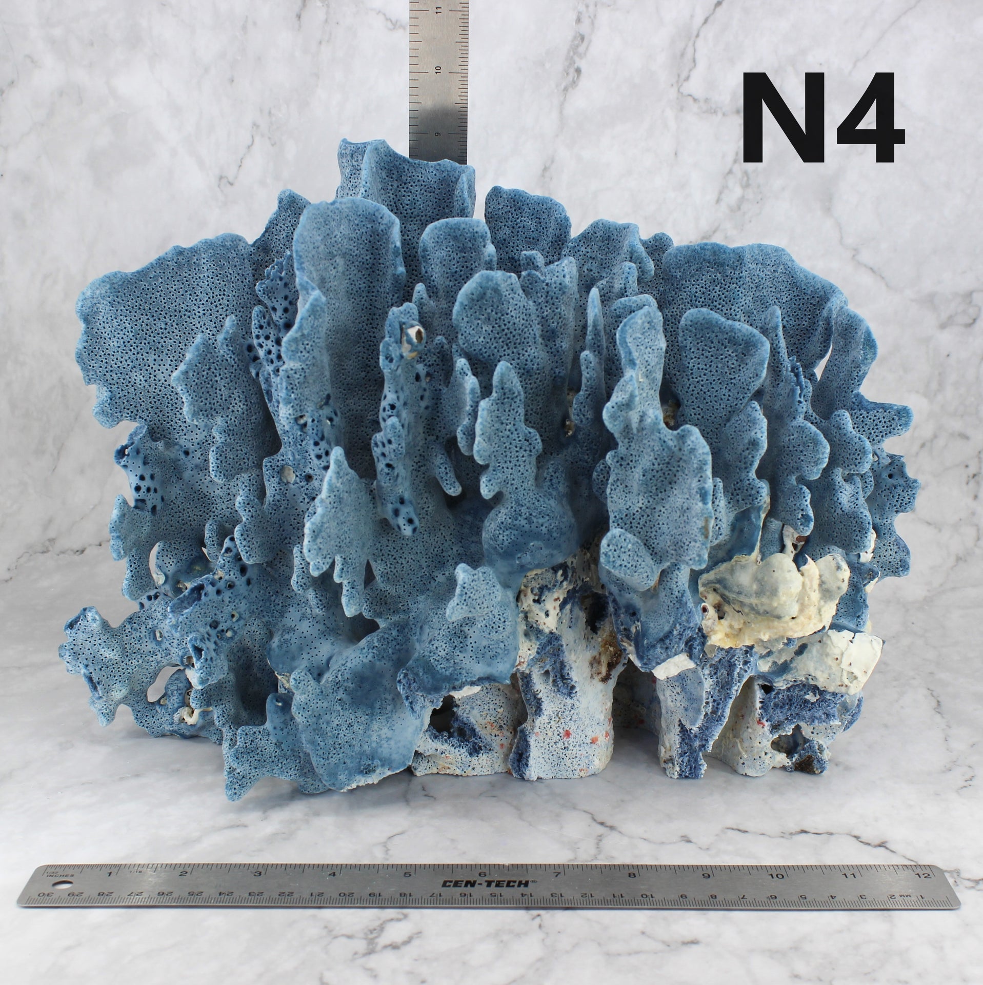 Blue Coral 12-14"
