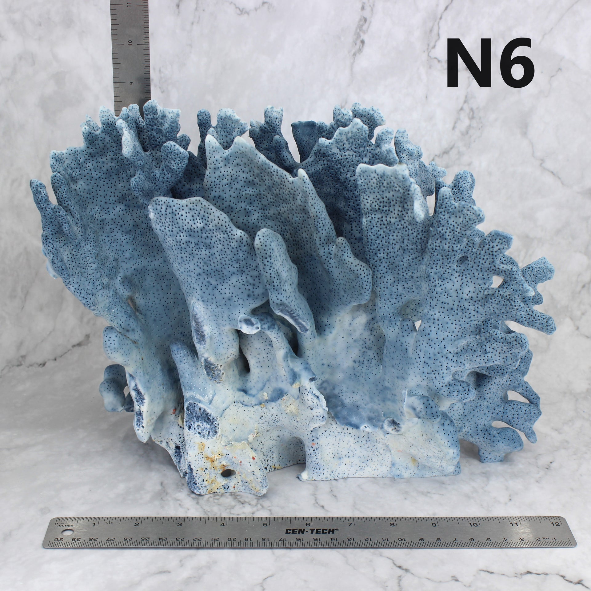 Blue Coral 12-14"