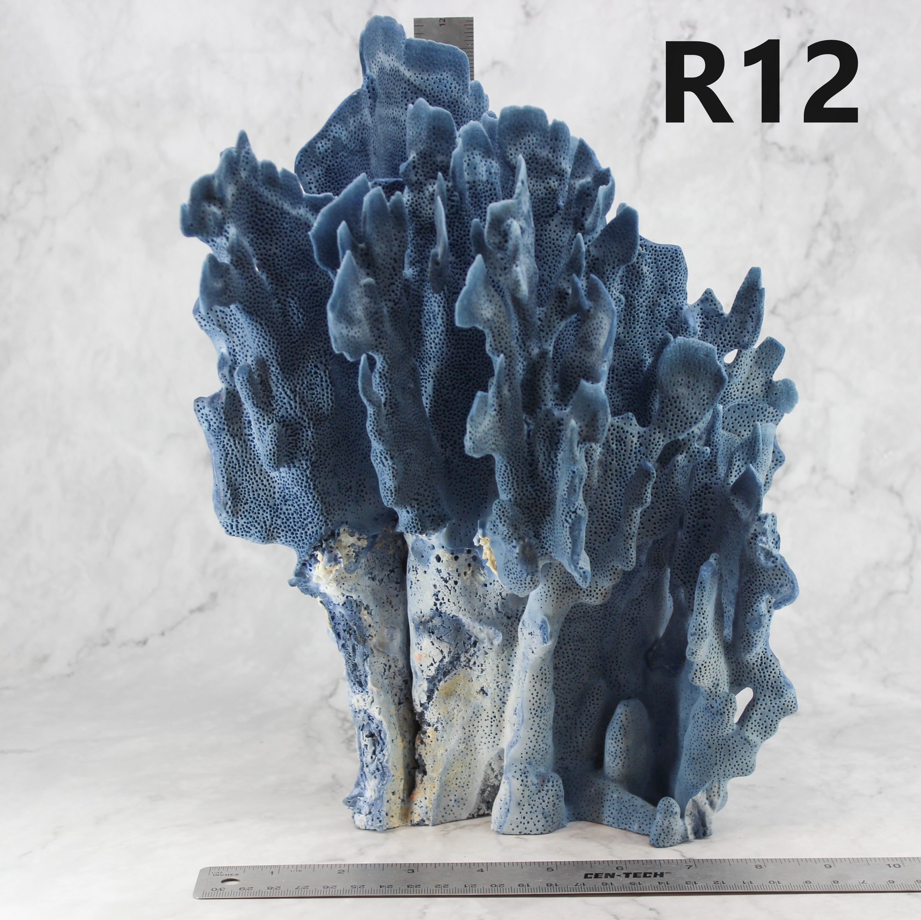 Blue Coral 12-14"