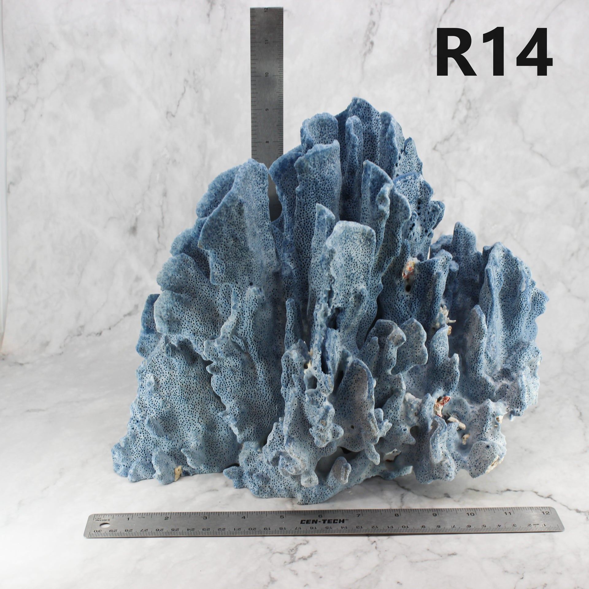 Coral azul 12-14"