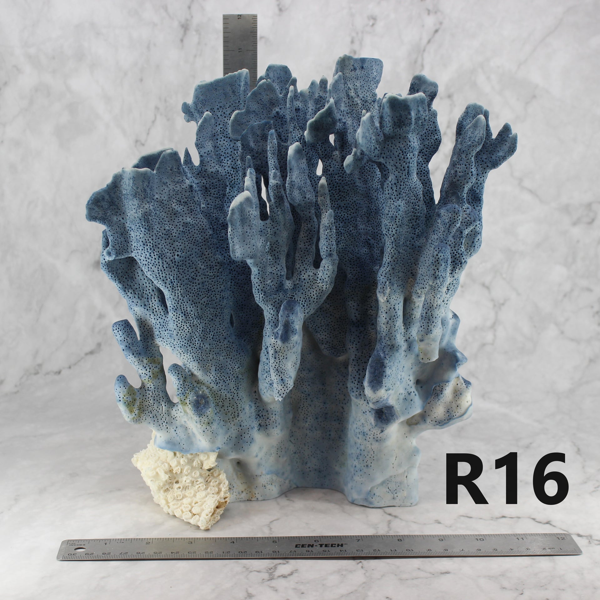 Coral azul 12-14"