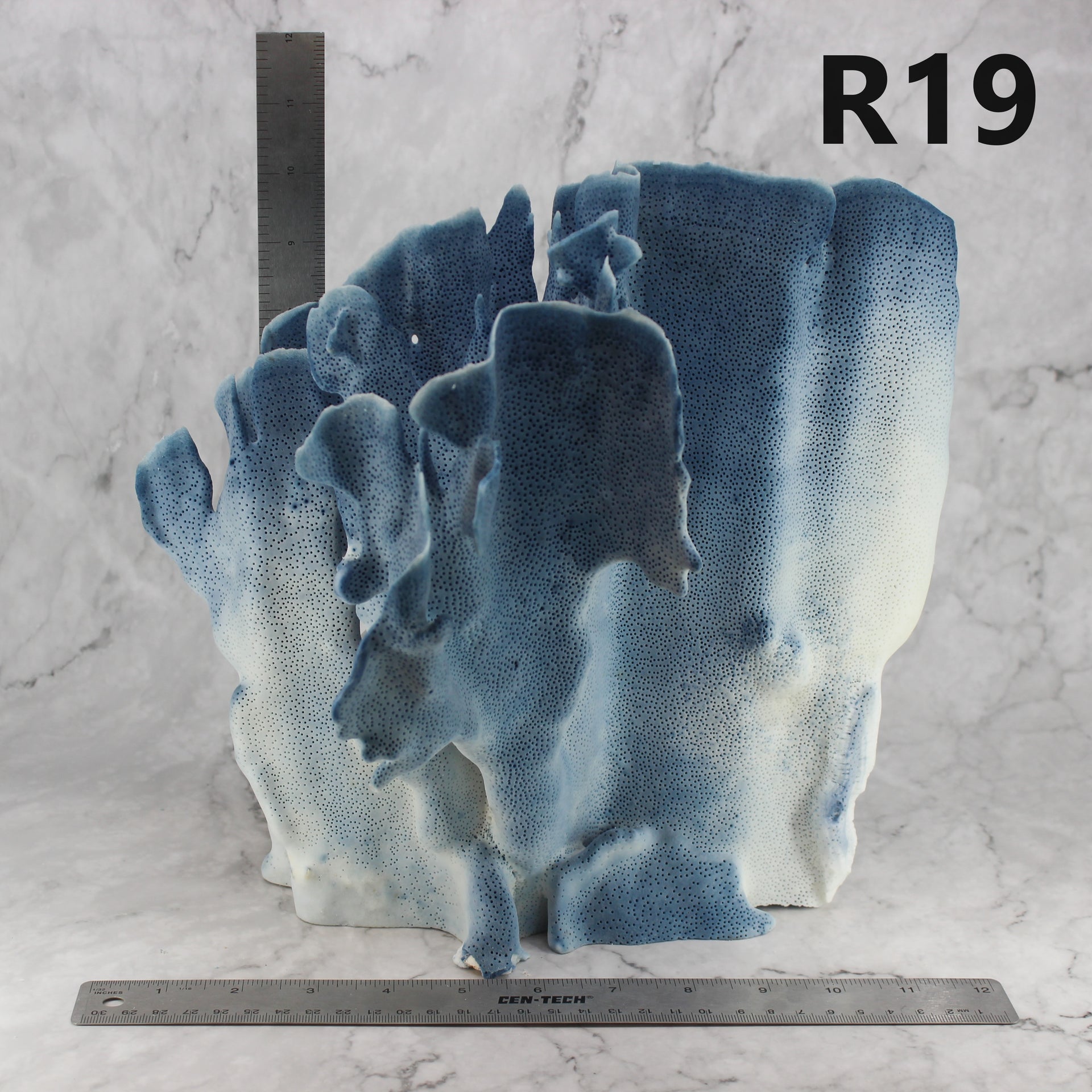 Coral azul 12-14"
