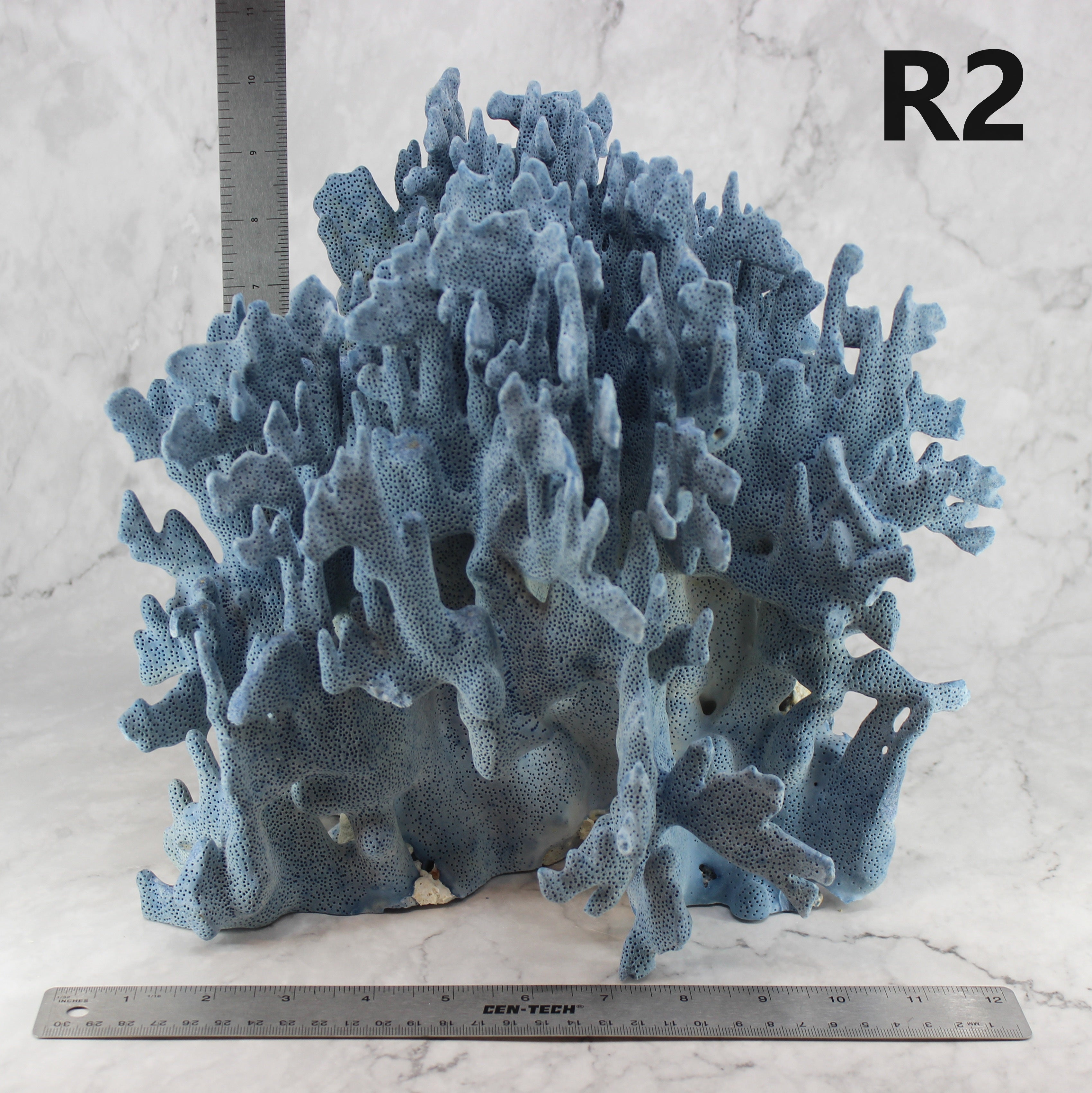 Blue Coral 12-14"