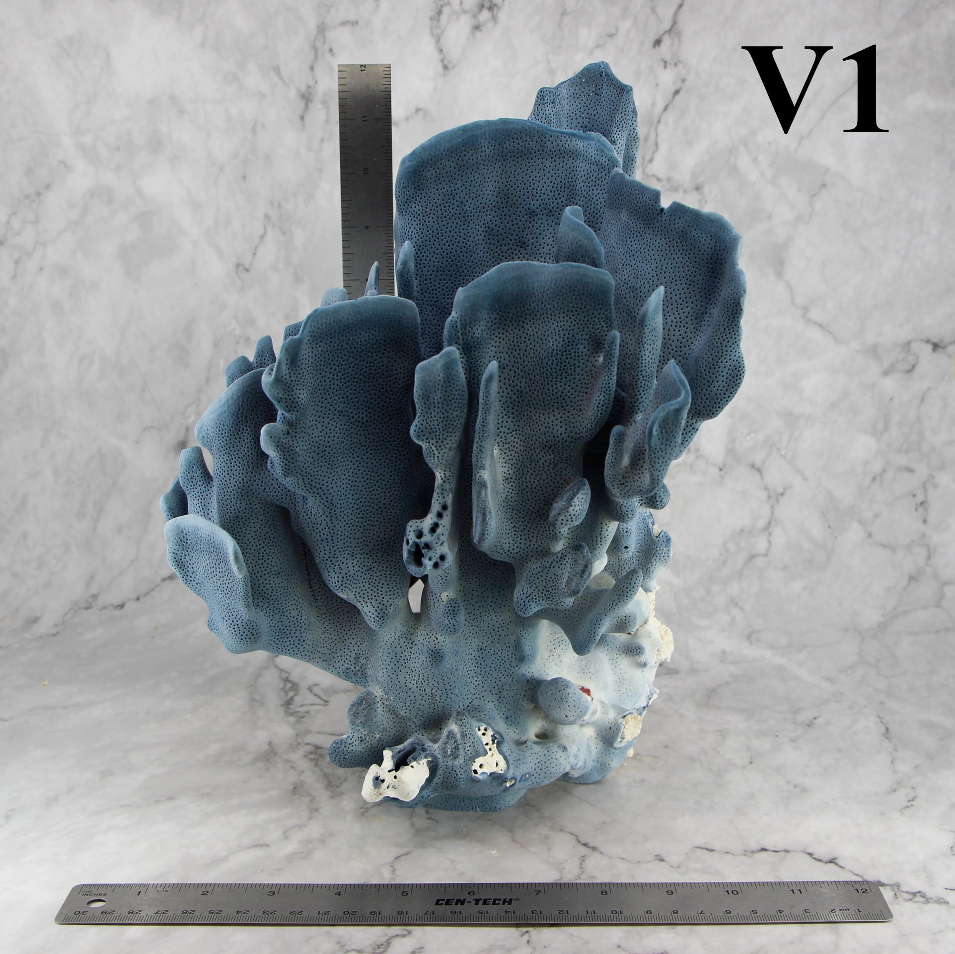 Coral azul 12-14"