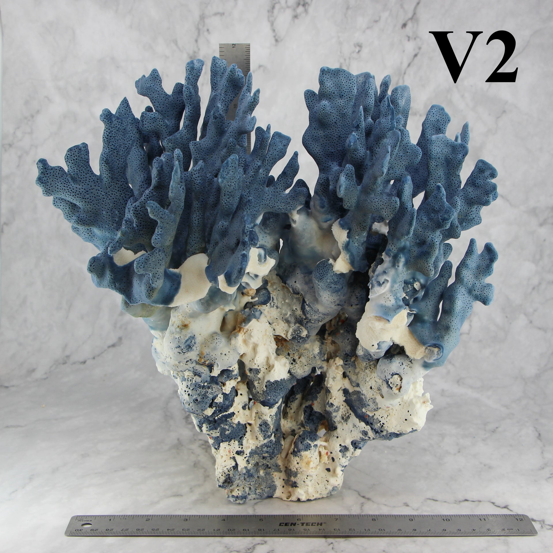 Coral azul 12-14"