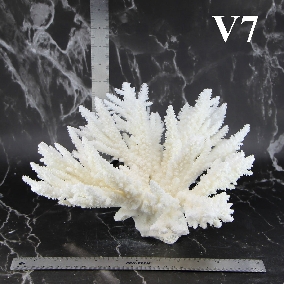 Branch Coral 12-14"