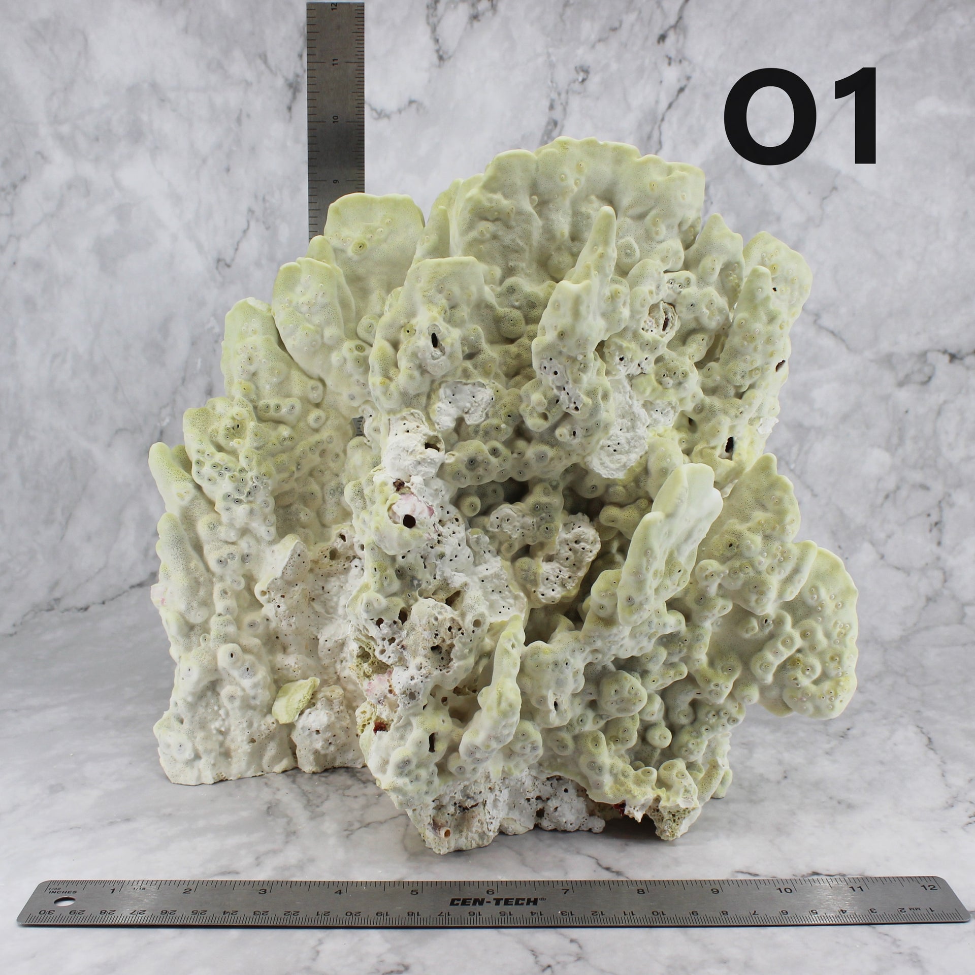 Fire Slab Coral 12-14"