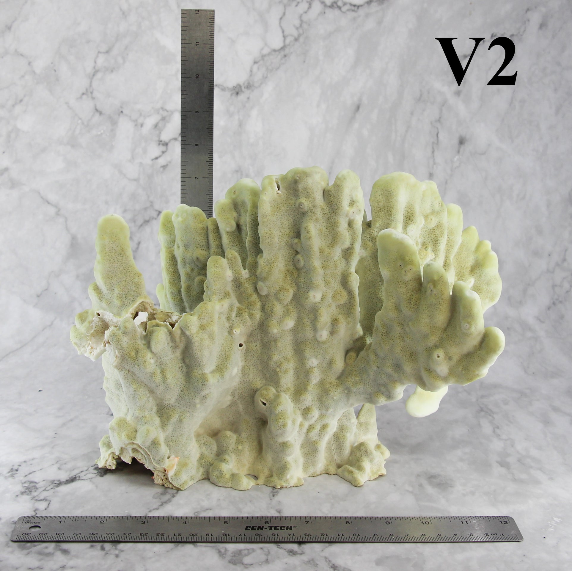 Losa de fuego Coral 12-14"