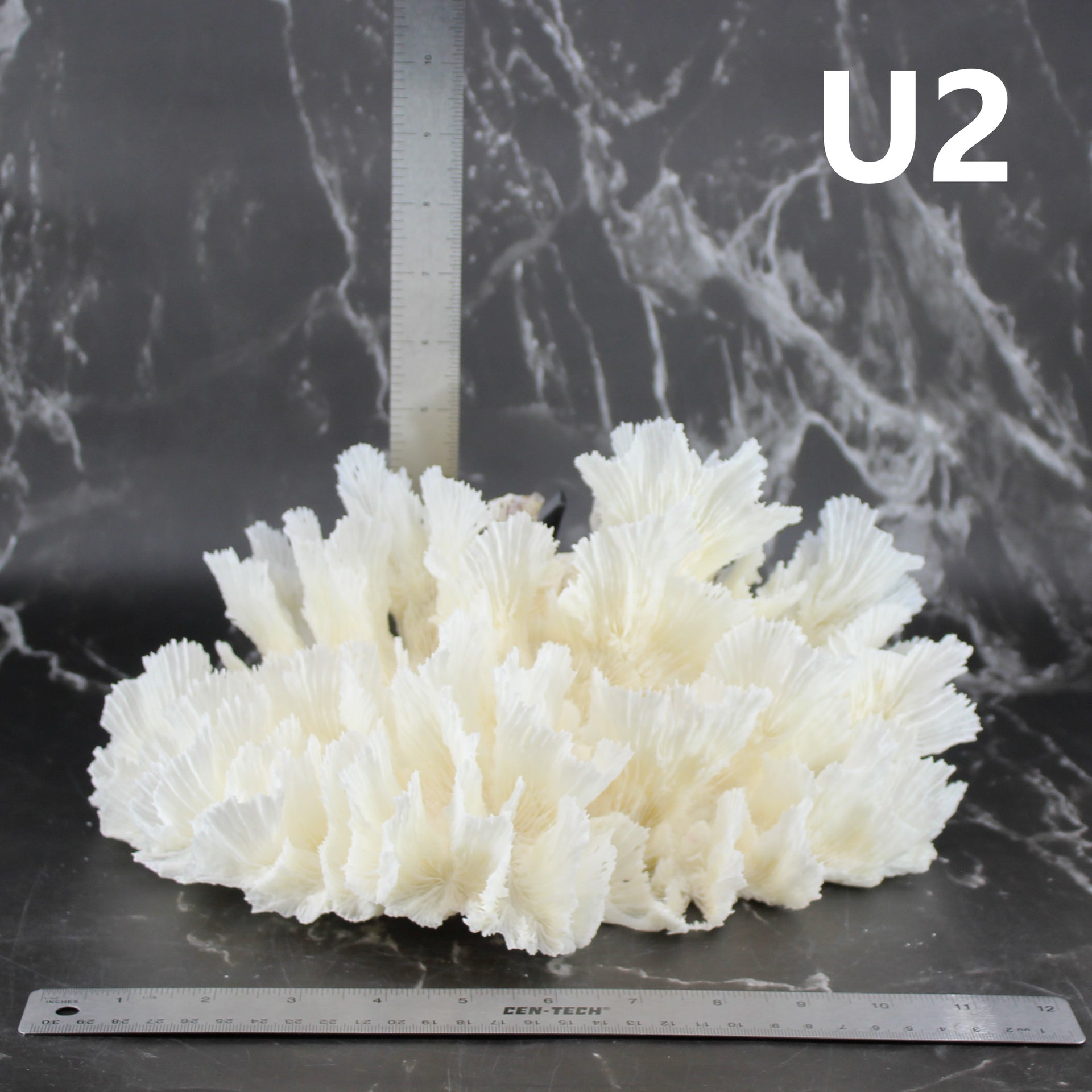 Lechuga Coral 12-14"