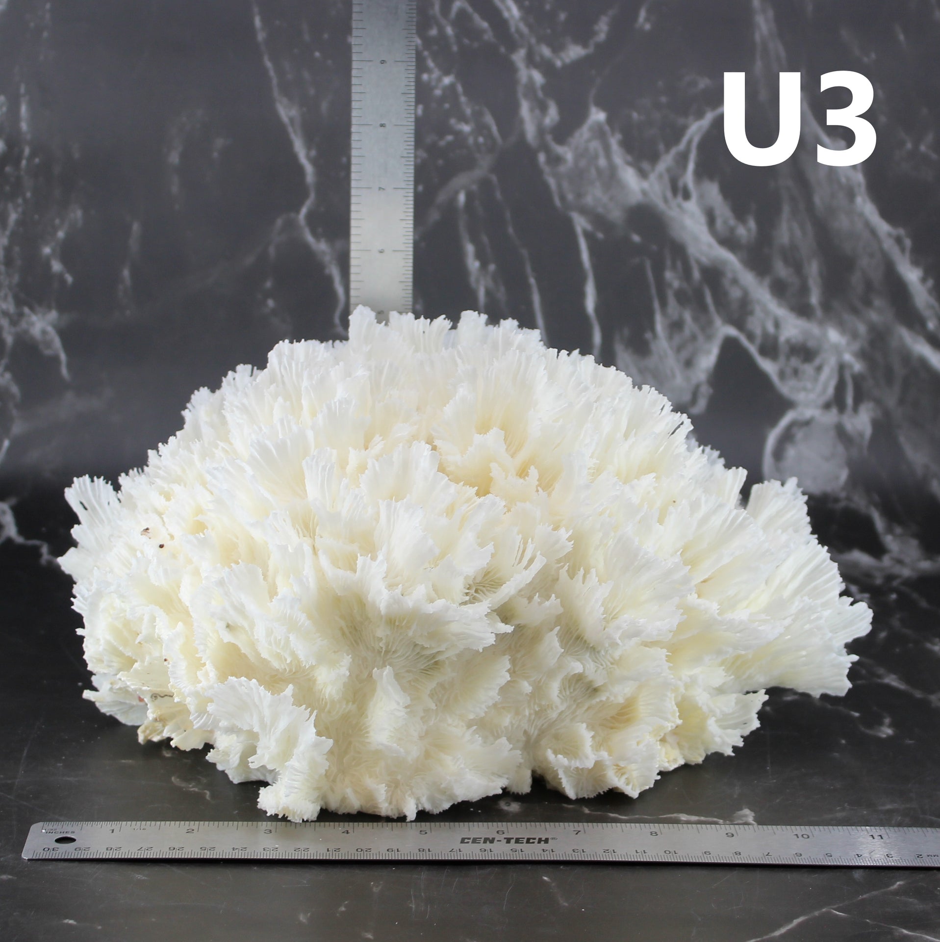 Lechuga Coral 12-14"
