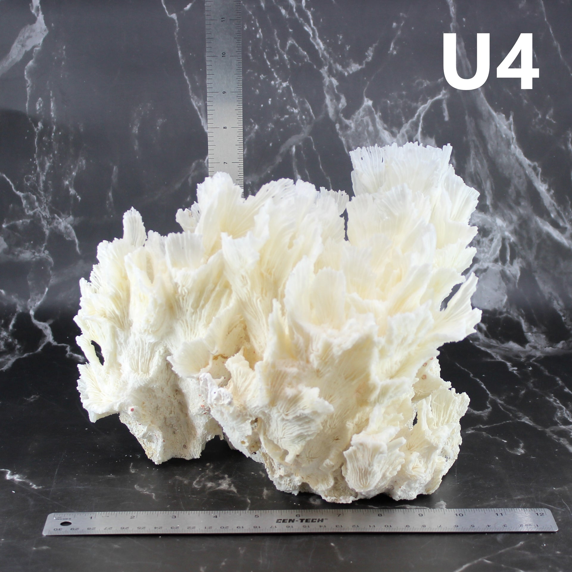 Lettuce Coral 12-14"