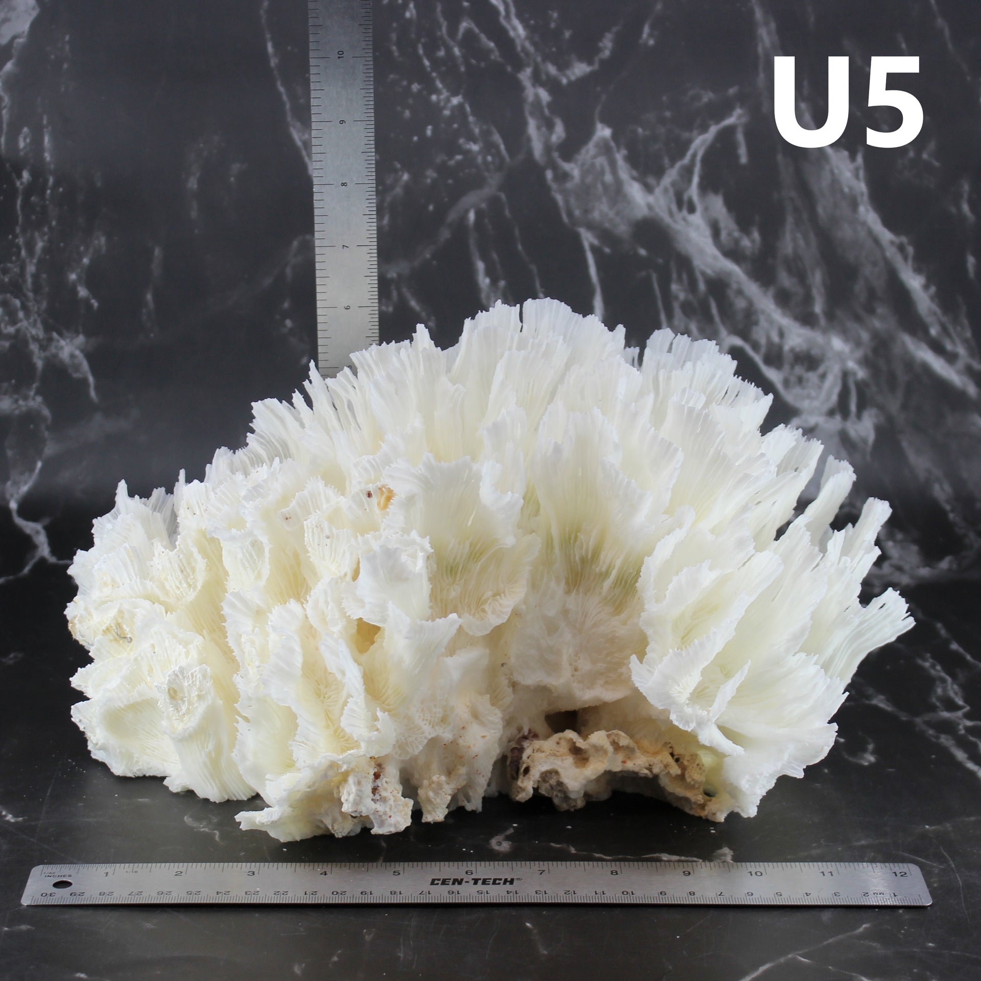 Lechuga Coral 12-14"