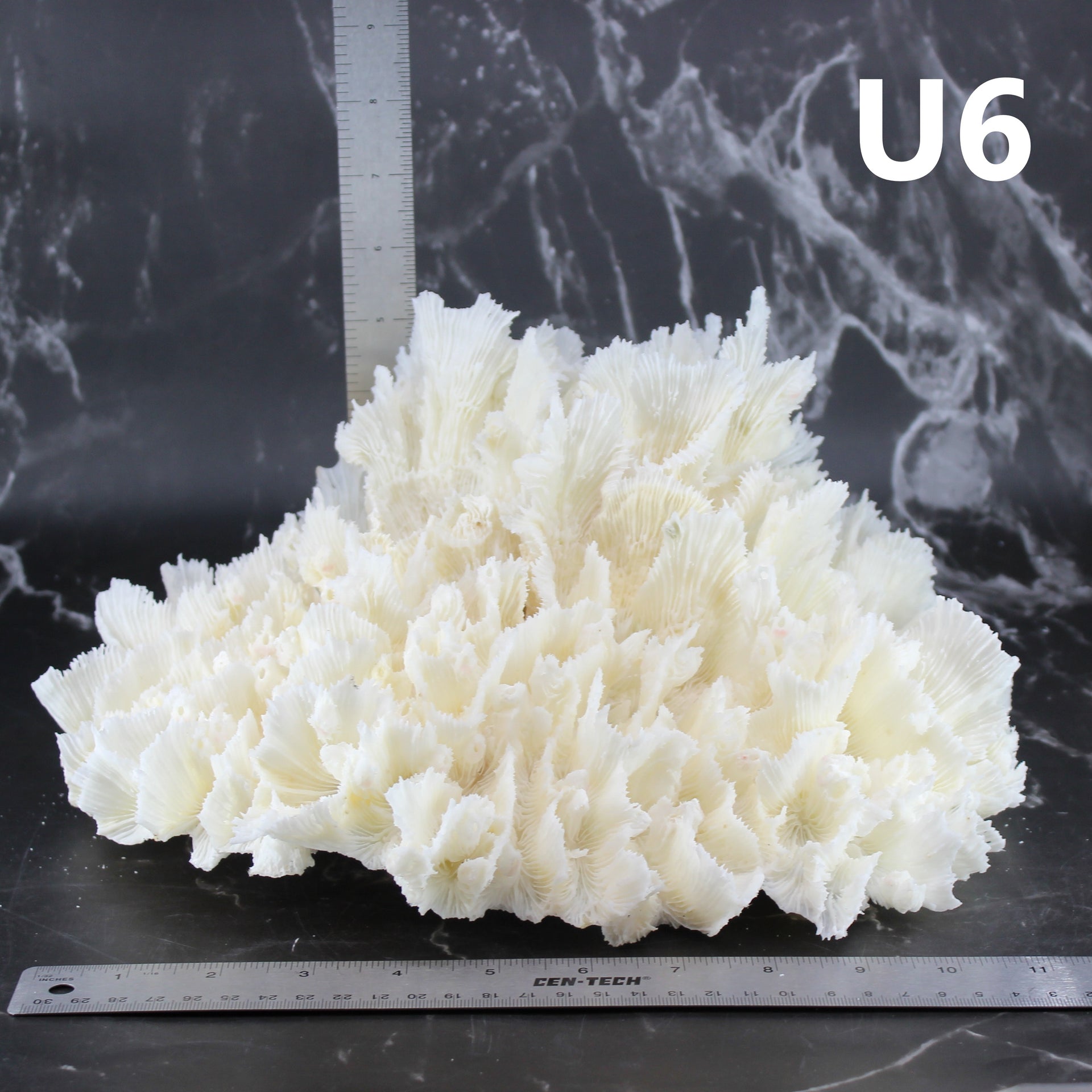 Lechuga Coral 12-14"