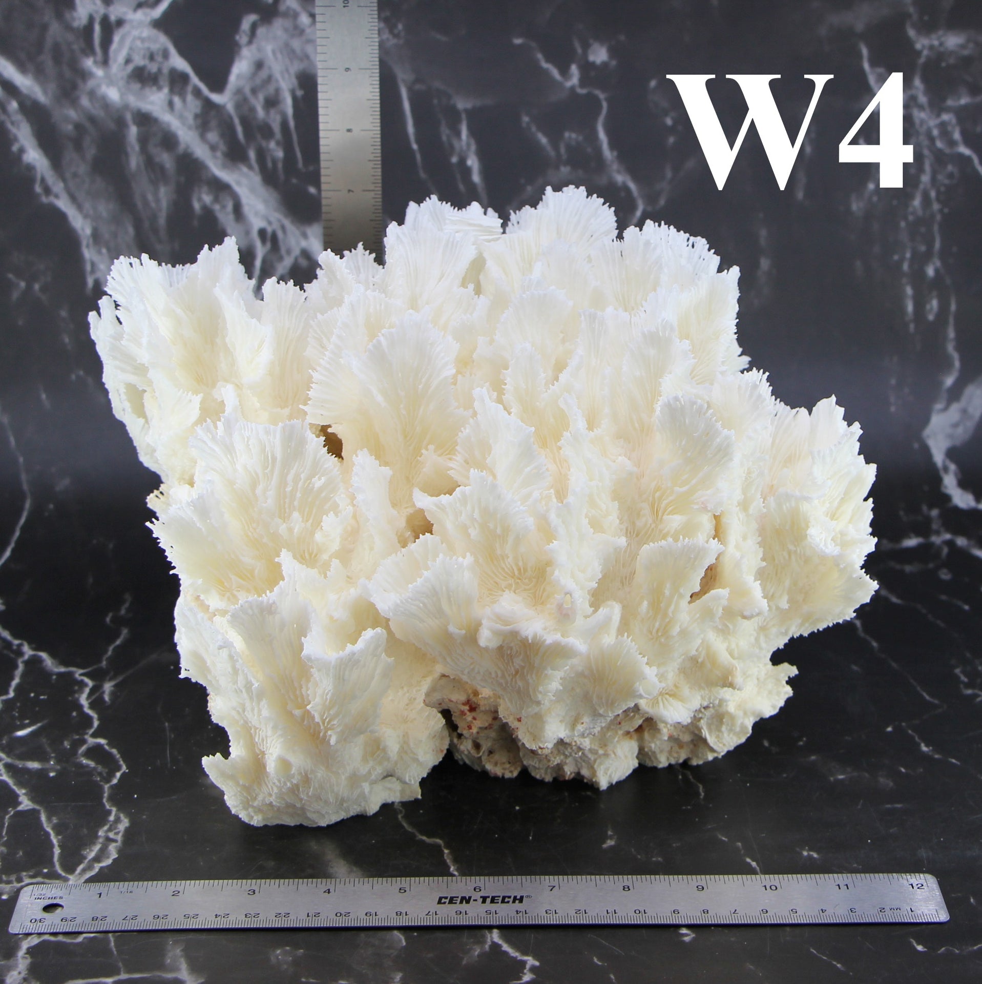 Lettuce Coral 12-14"