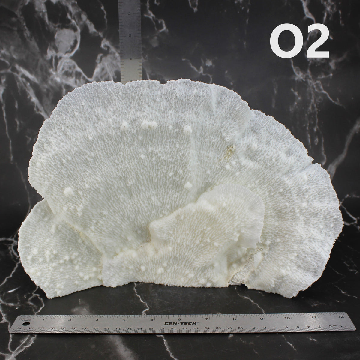 Star Merulina Coral 12-15"