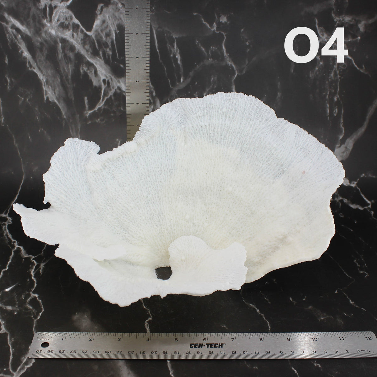 Star Merulina Coral 12-15"