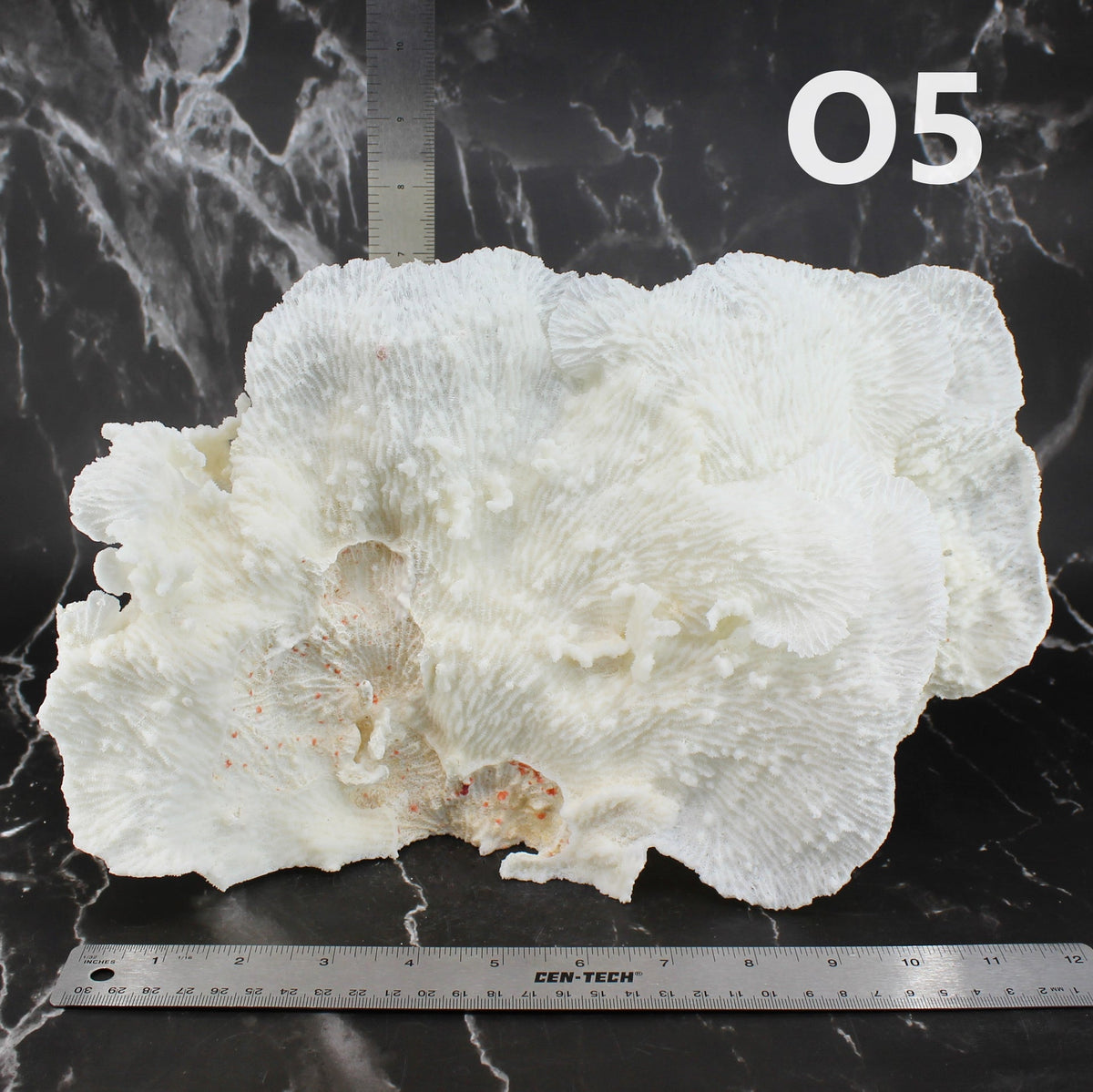 Star Merulina Coral 12-15"