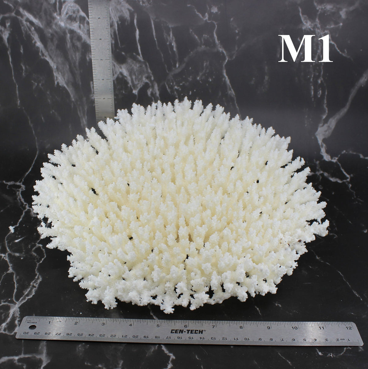 Table Coral 12-14"