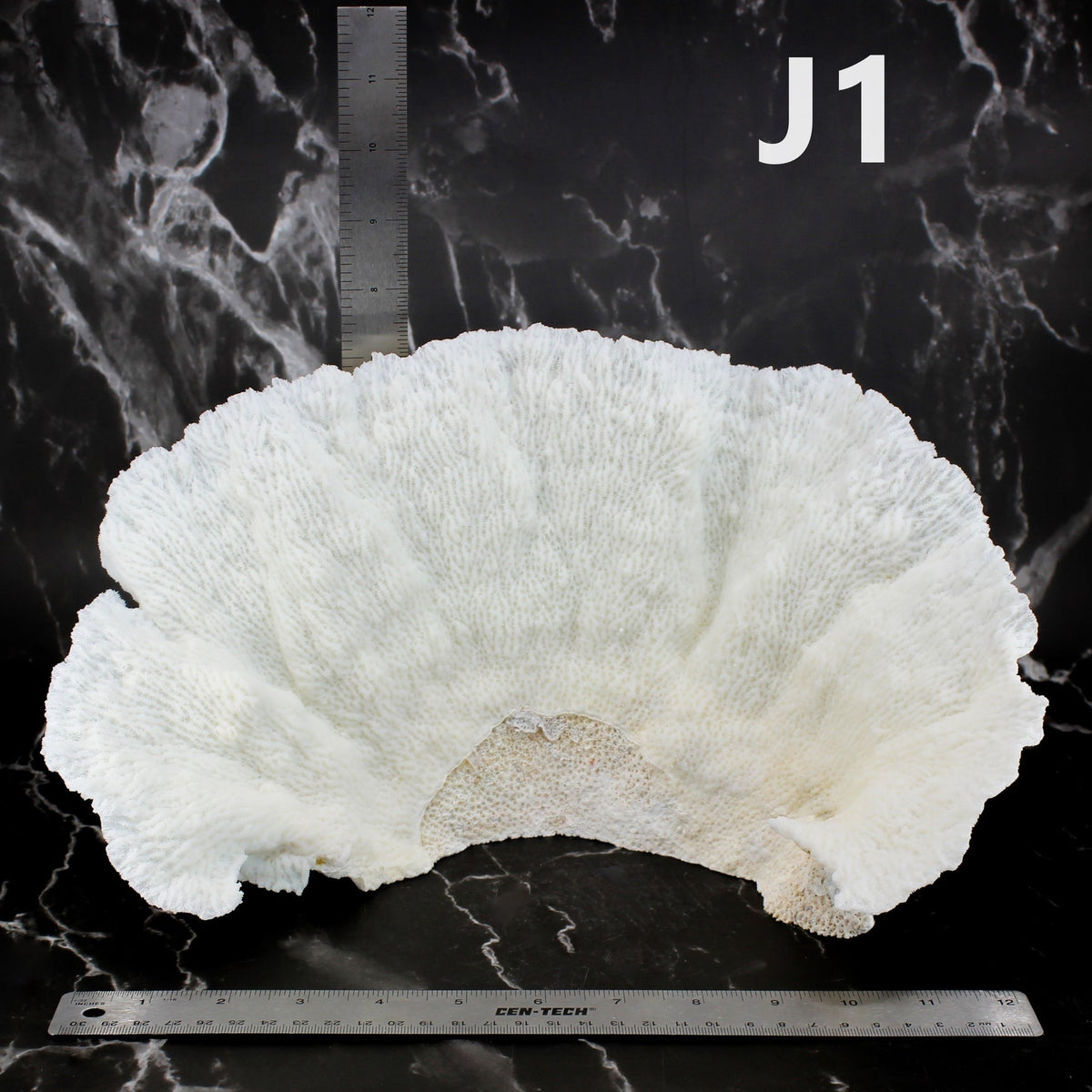 Star Merulina Coral 12-15"
