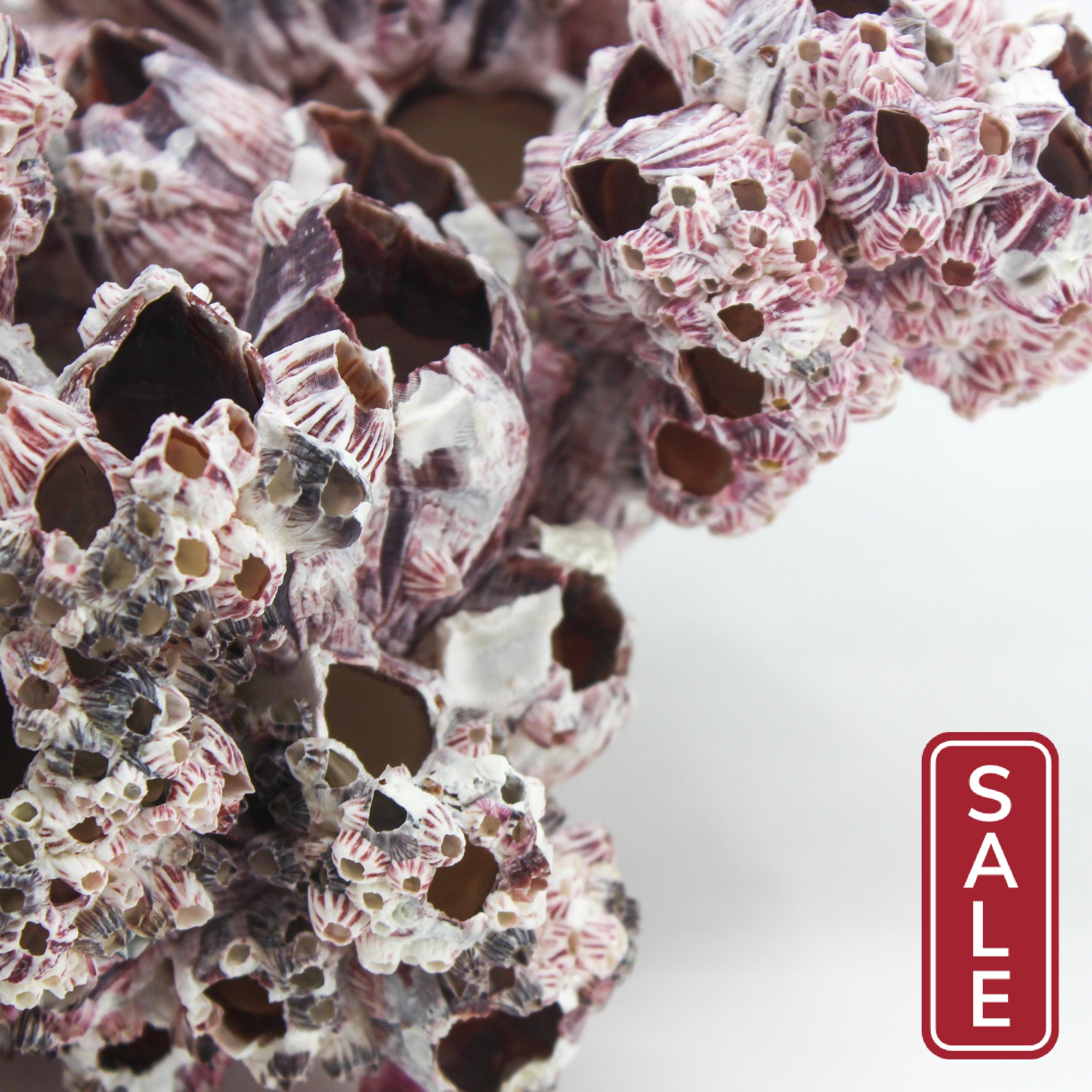 Barnacles 12-15"