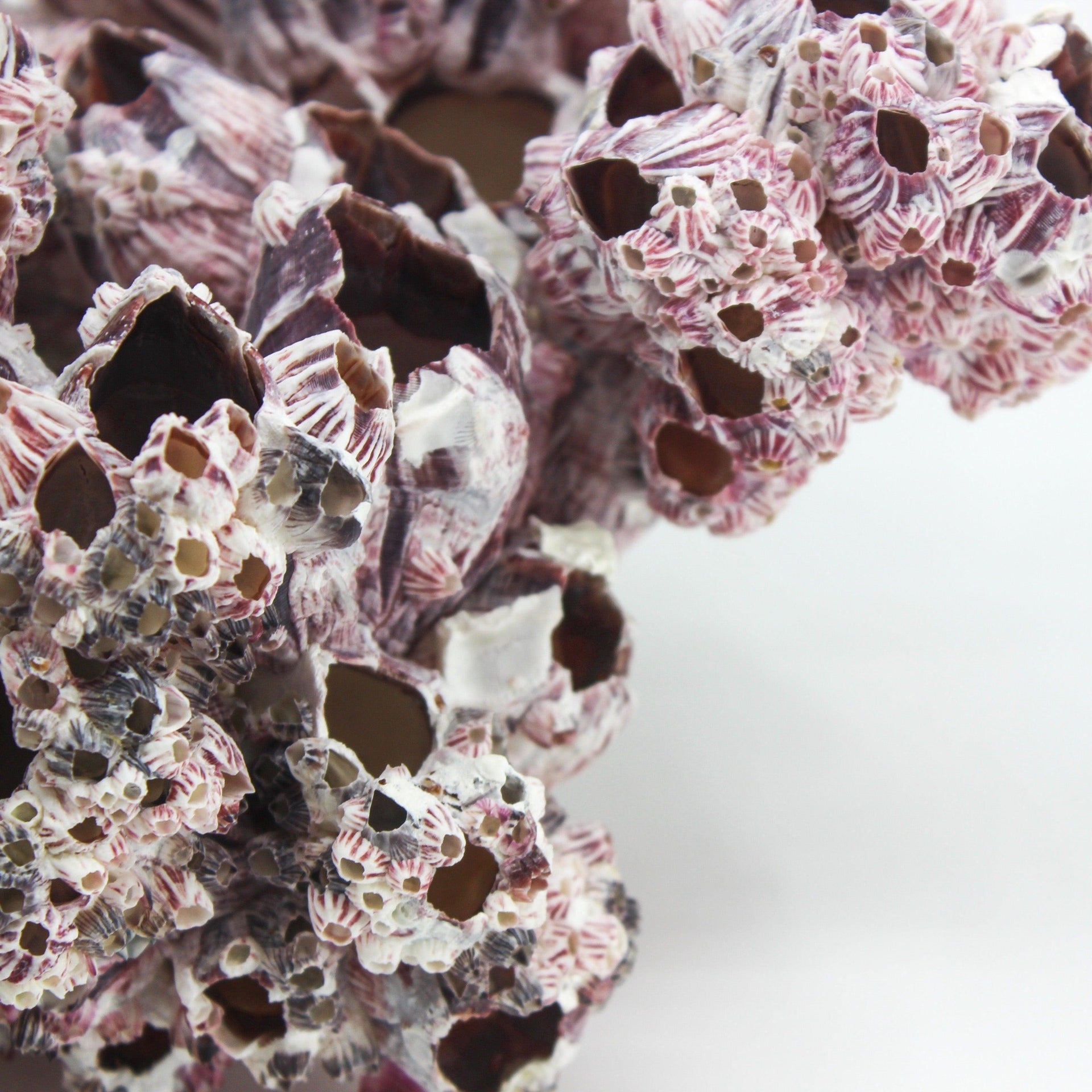 Percebes de 12 a 15 pulgadas
