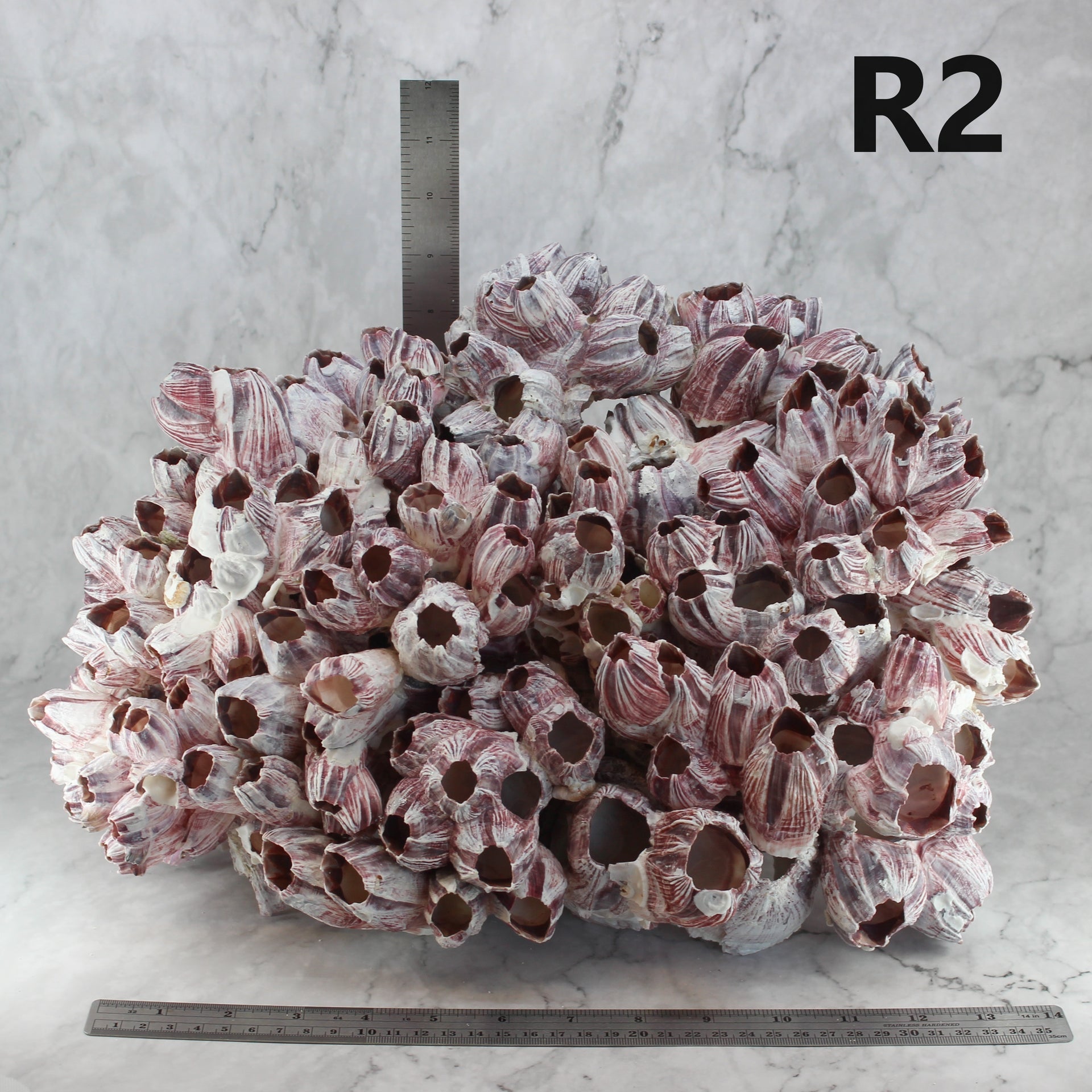 Percebes de 14 a 18 pulgadas