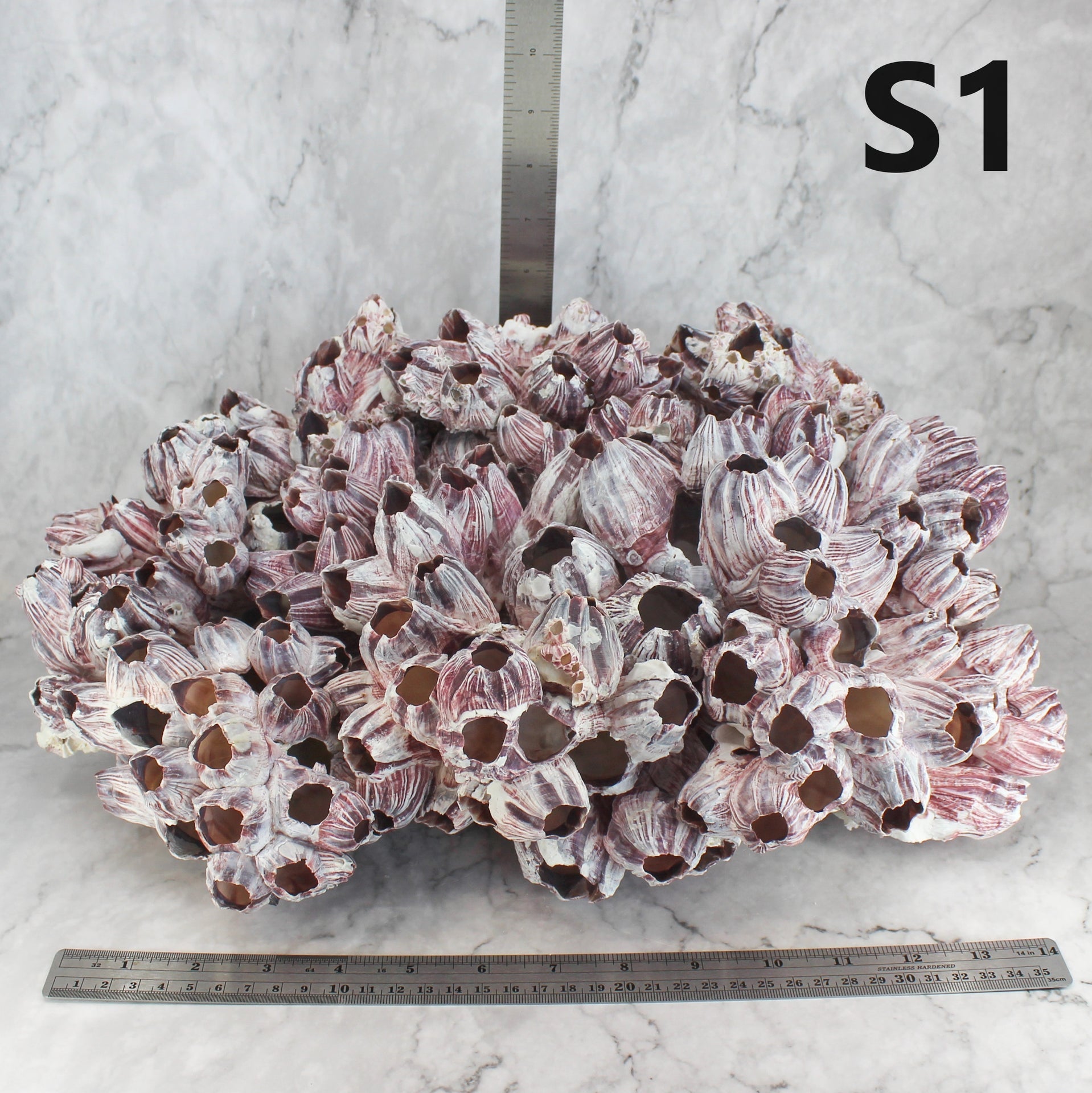 Barnacles 14-18"