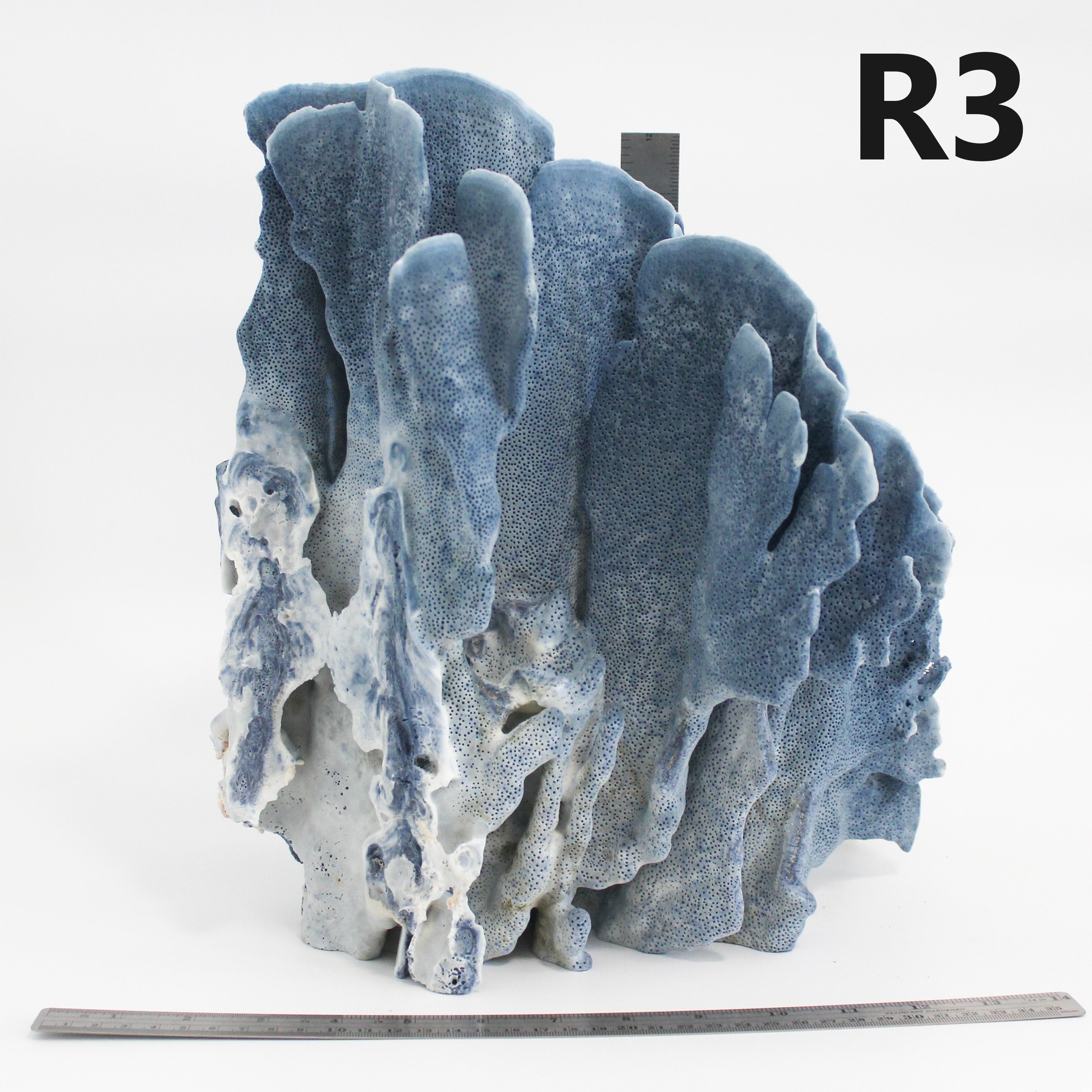 Blue Coral 14-16"