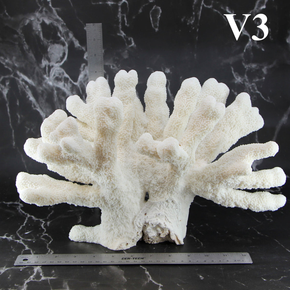 Catspaw Coral 14-16"