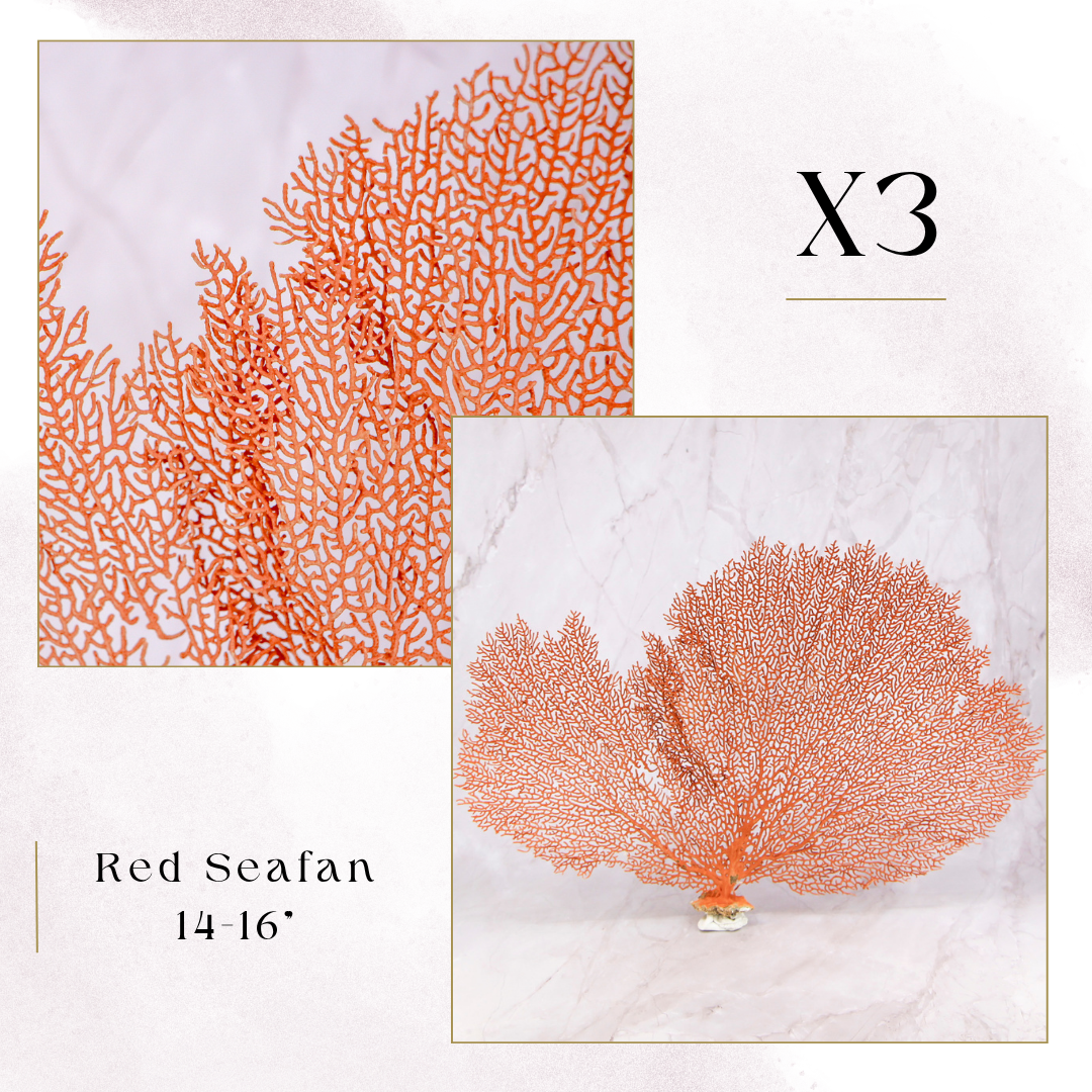 Exclusive Coral Drops | Week 3