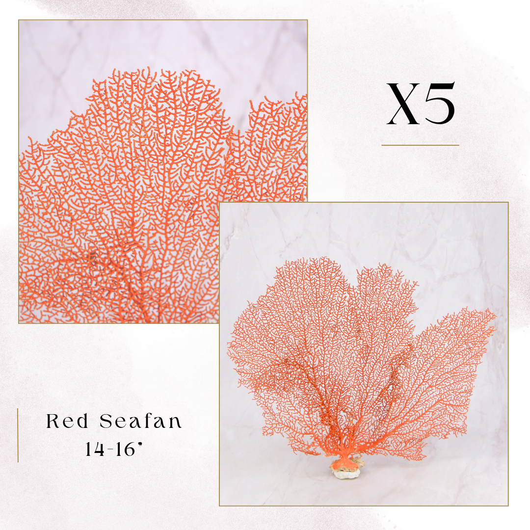 Exclusive Coral Drops | Week 3