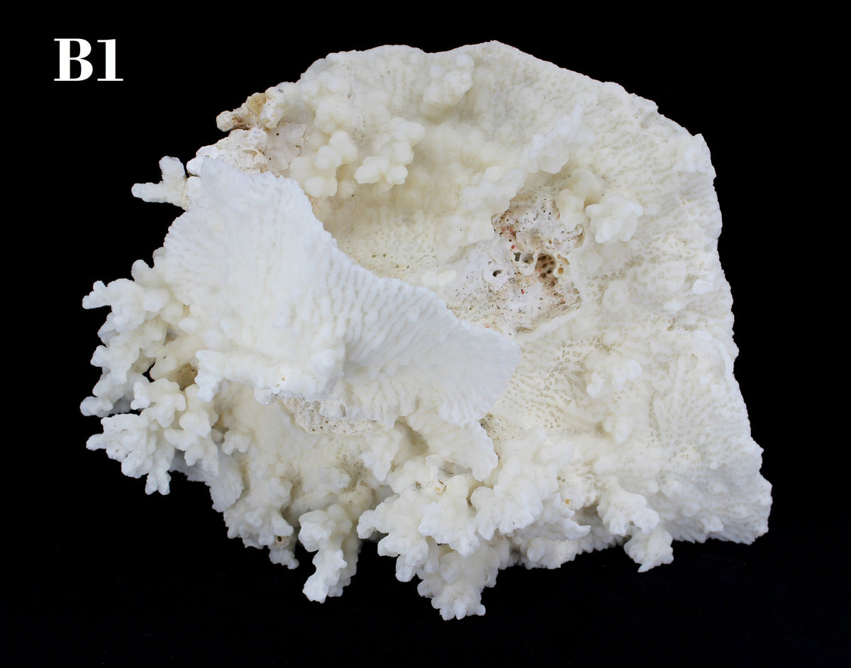 Merulina Coral 14-16"