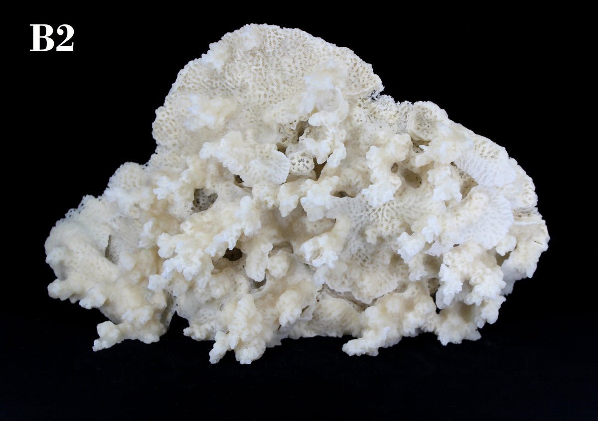 Merulina Coral 14-16"