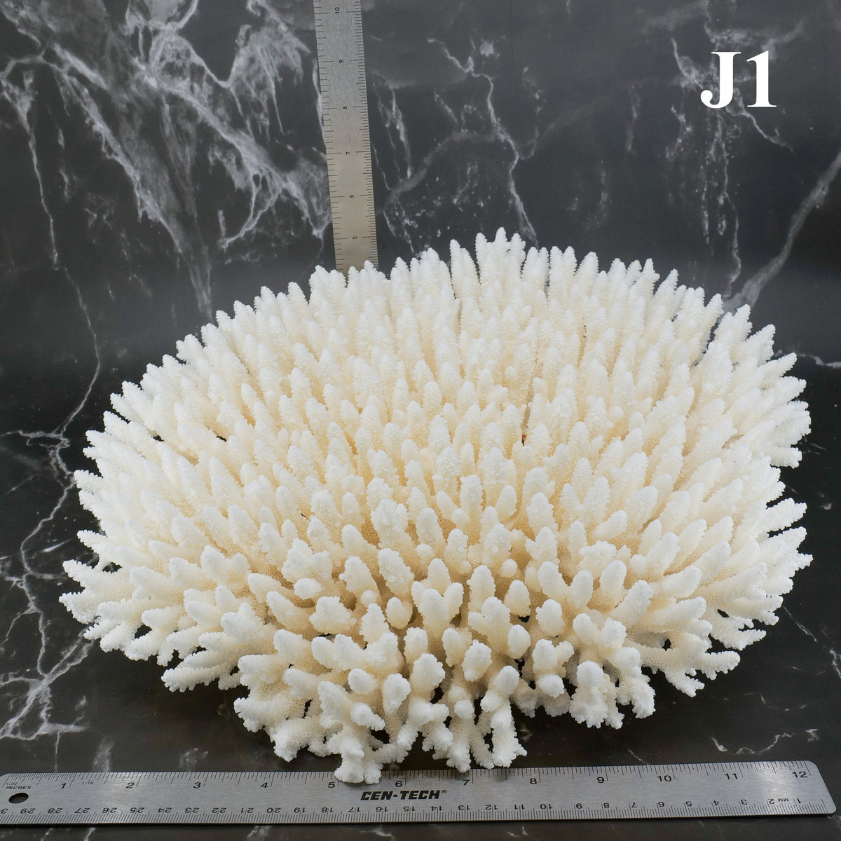 Table Coral 14-18"