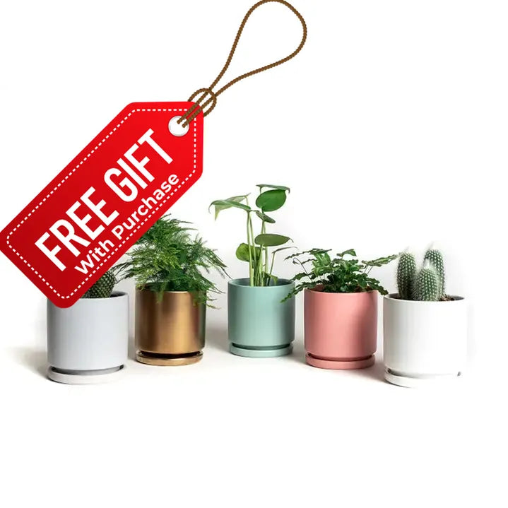 4.5" Gemstone Cylinder Pots with Water Saucers