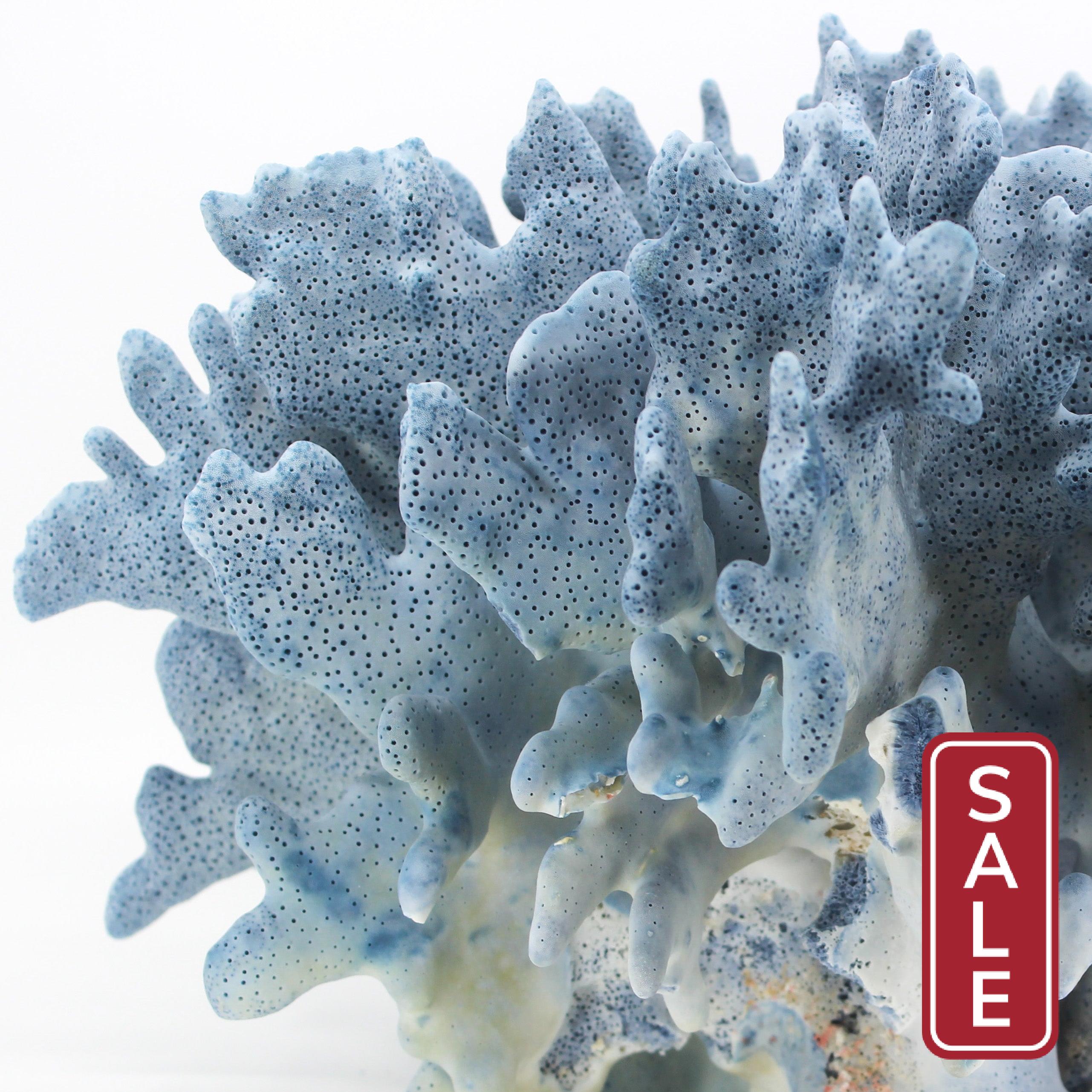 Blue Coral 14-16"