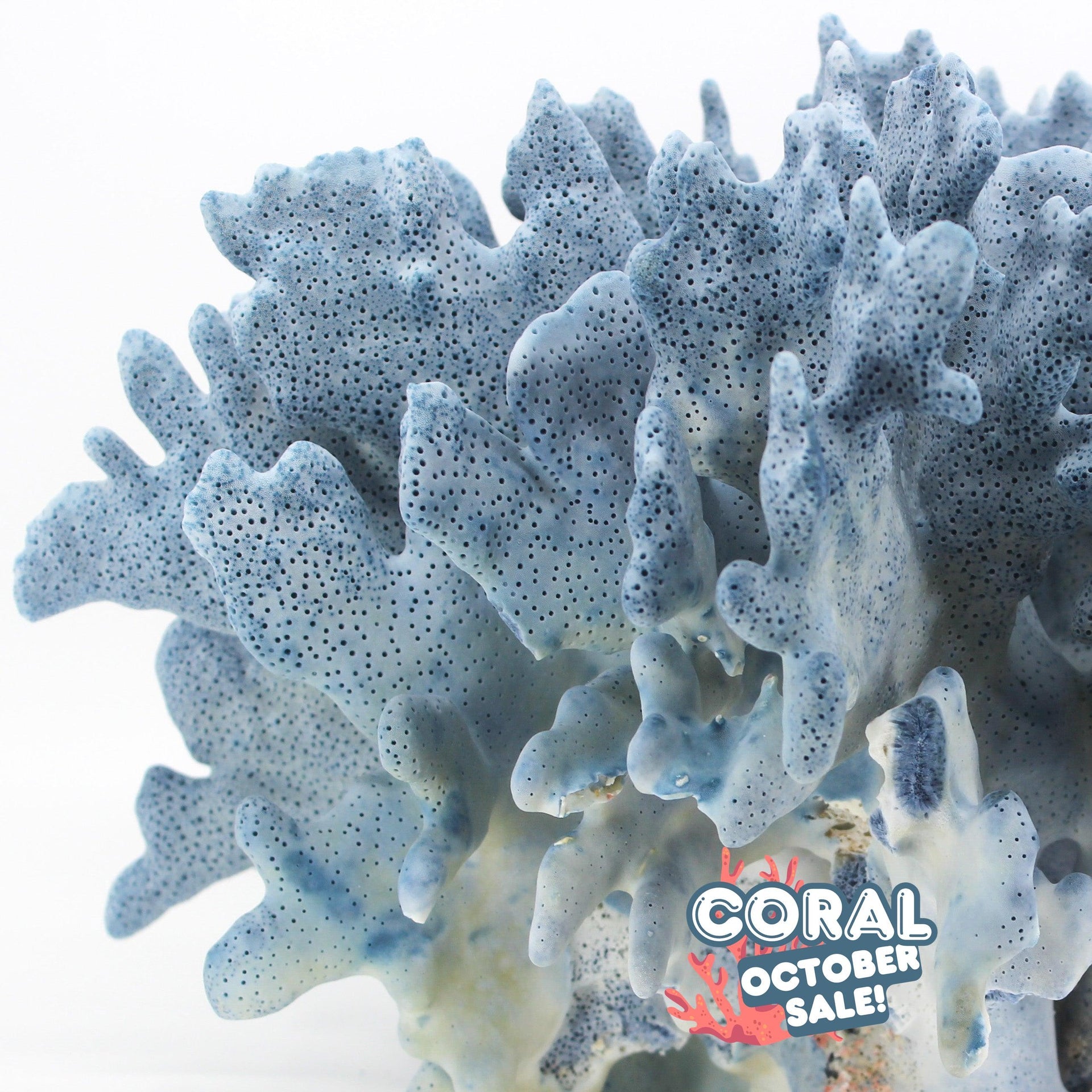 Blue Coral 14-16"