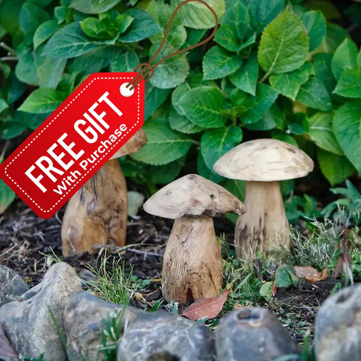 Tea Tree Root Mushrooms