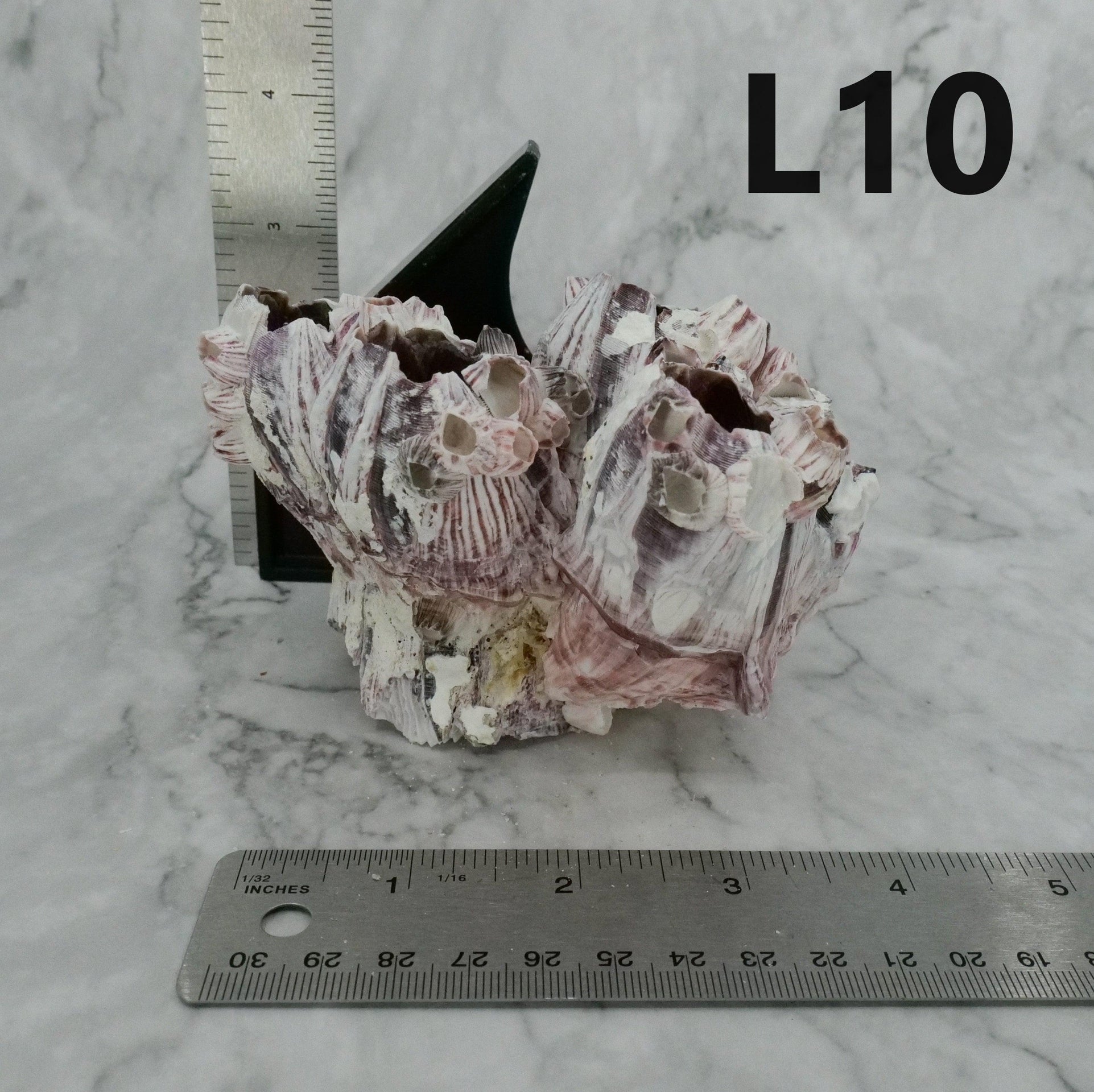 Percebes de 3 a 5 pulgadas