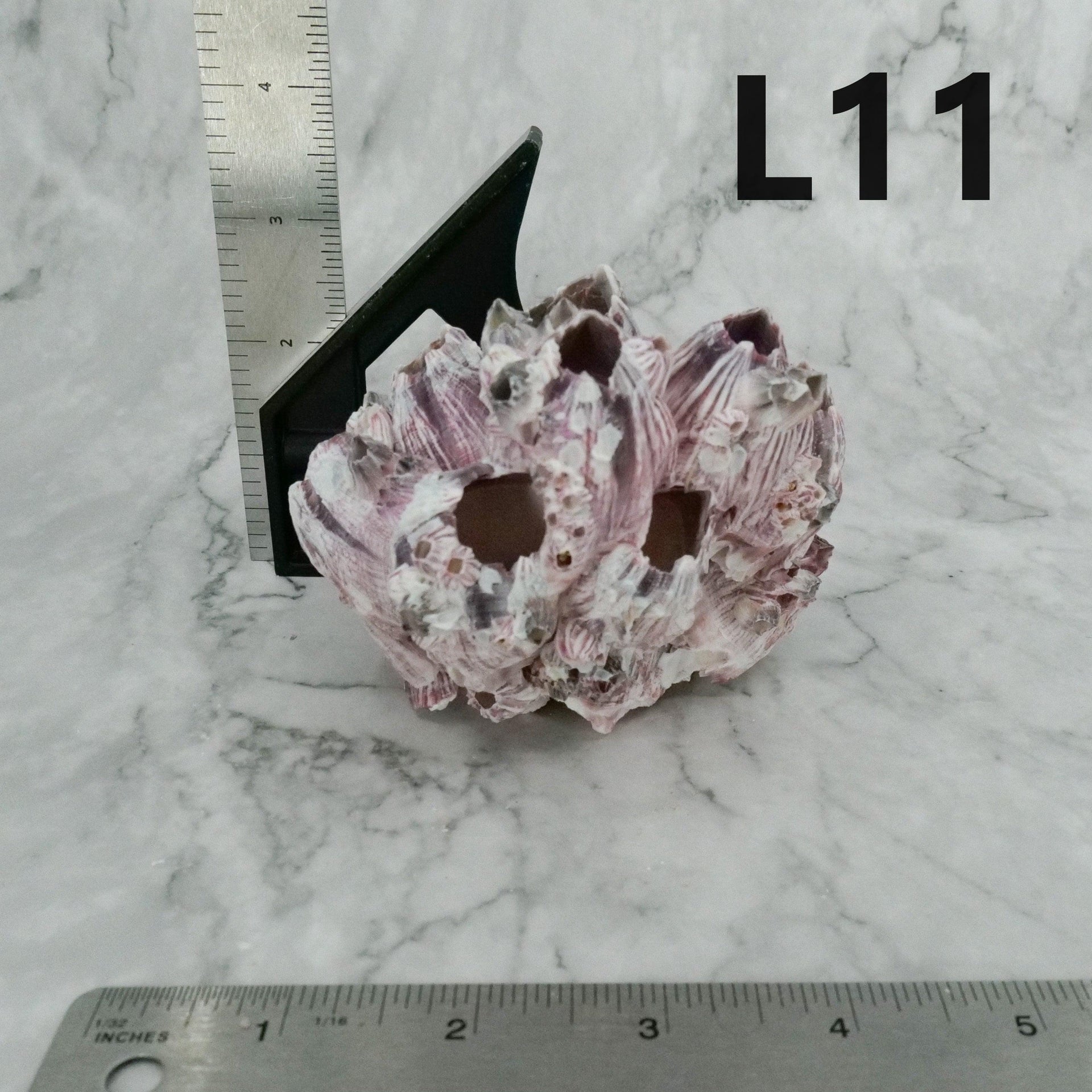 Percebes de 3 a 5 pulgadas