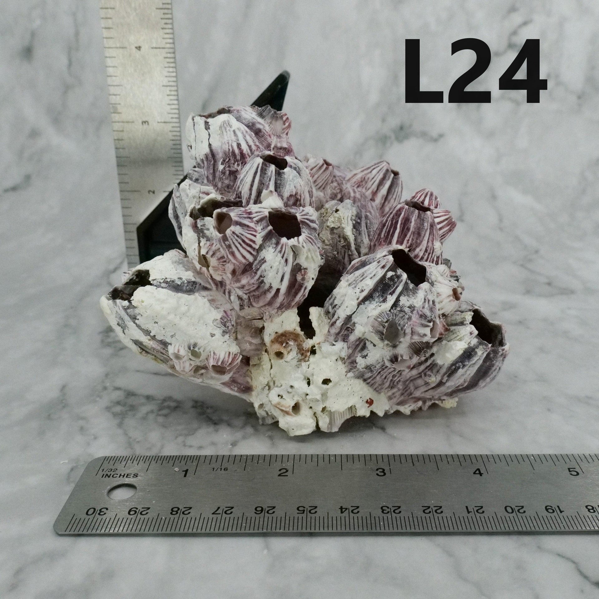 Percebes de 3 a 5 pulgadas