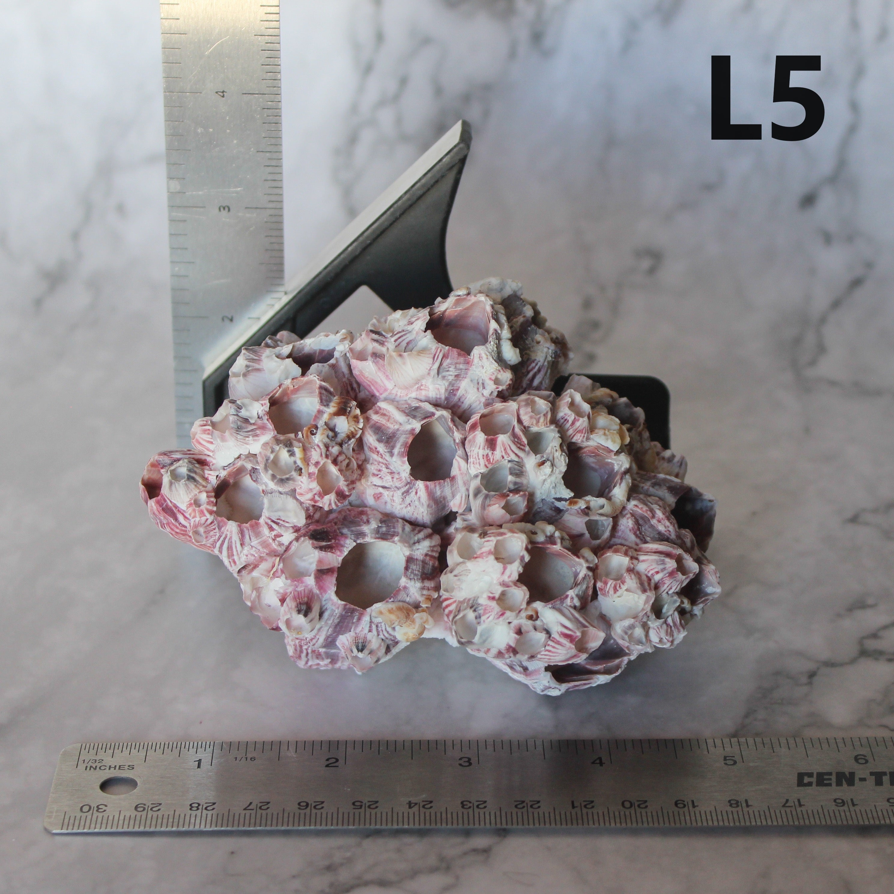 Barnacles 3-5"