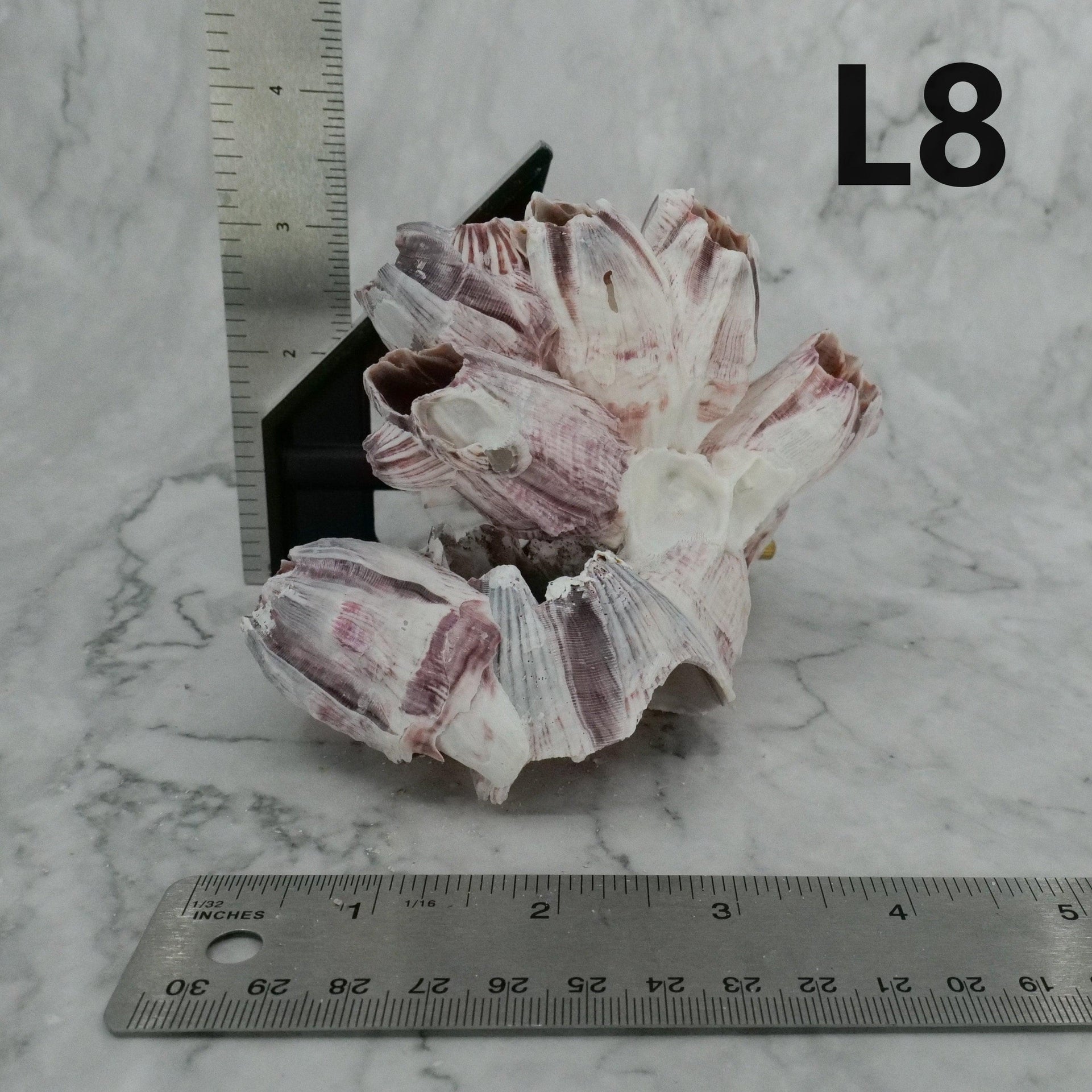 Percebes de 3 a 5 pulgadas