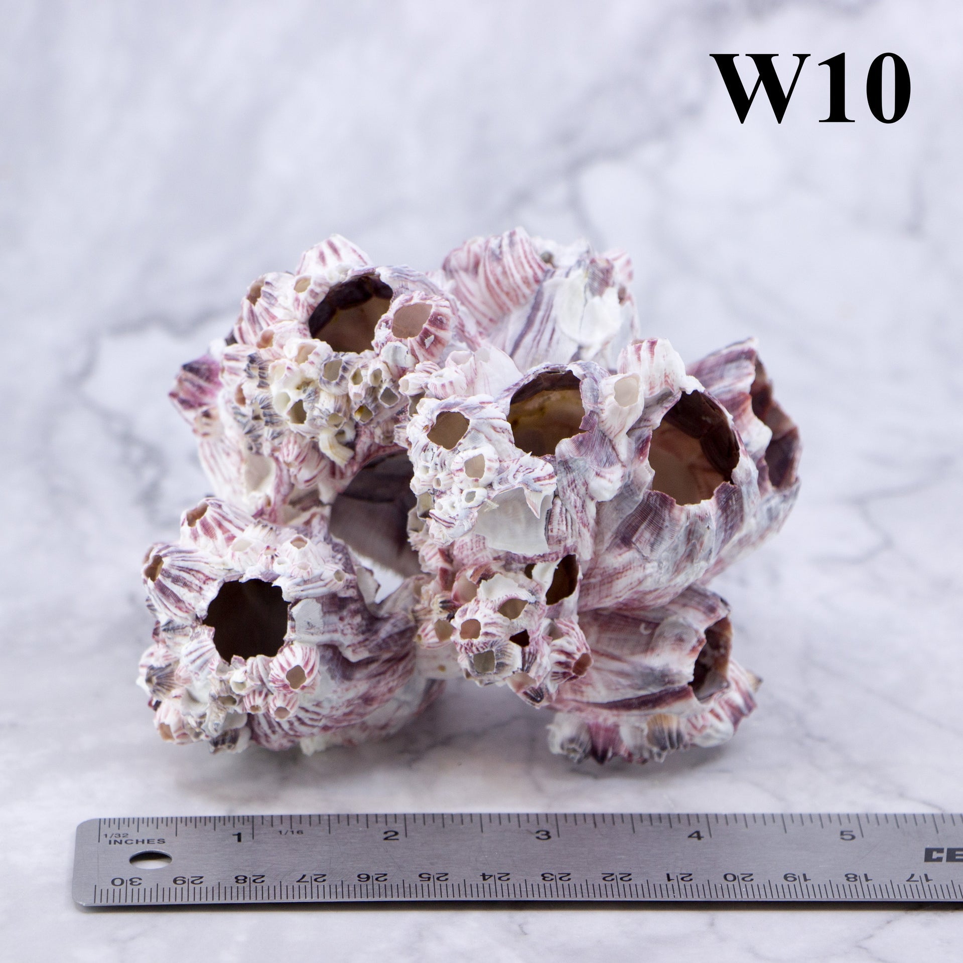 Percebes de 3 a 5 pulgadas