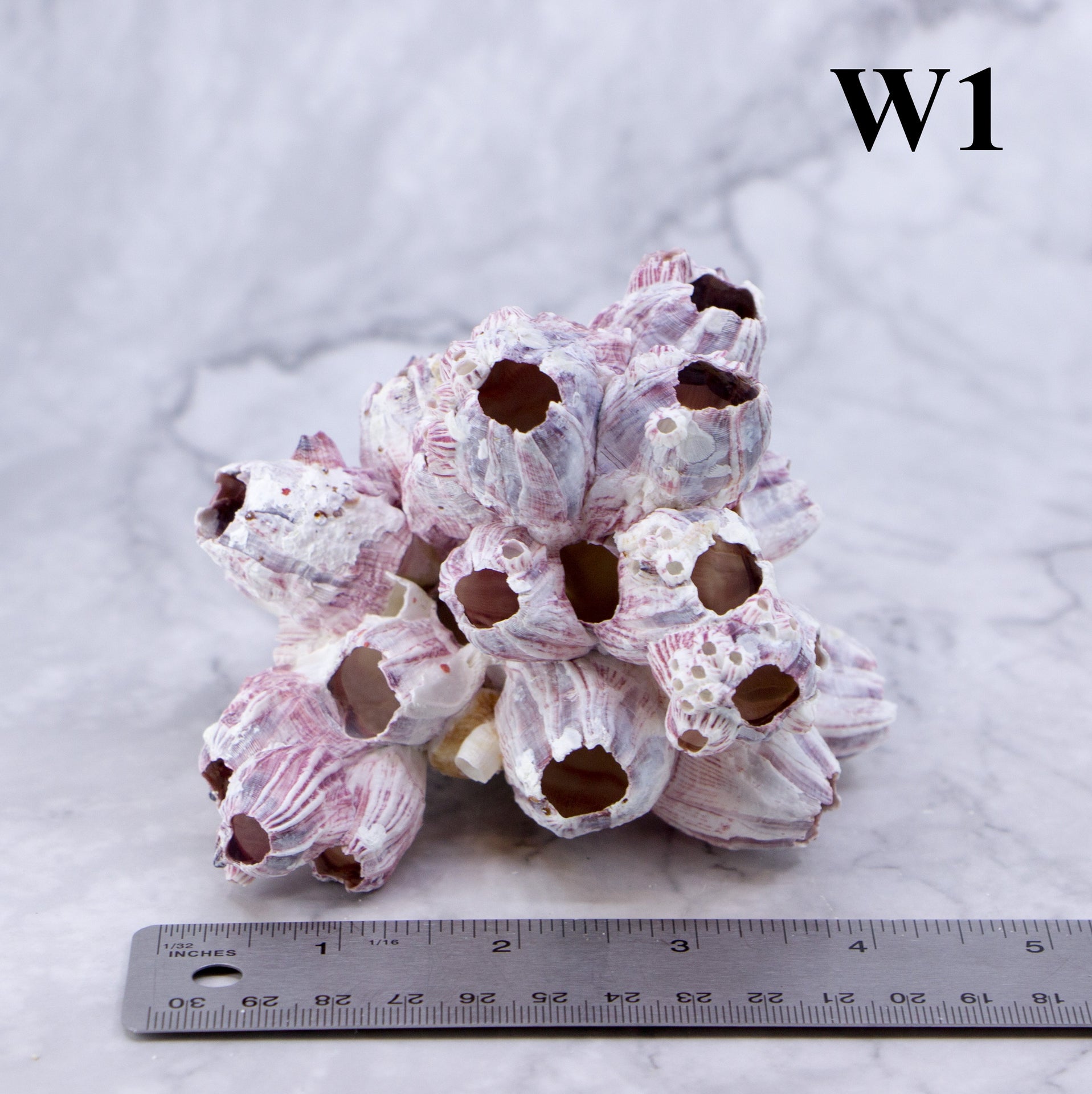 Percebes de 3 a 5 pulgadas