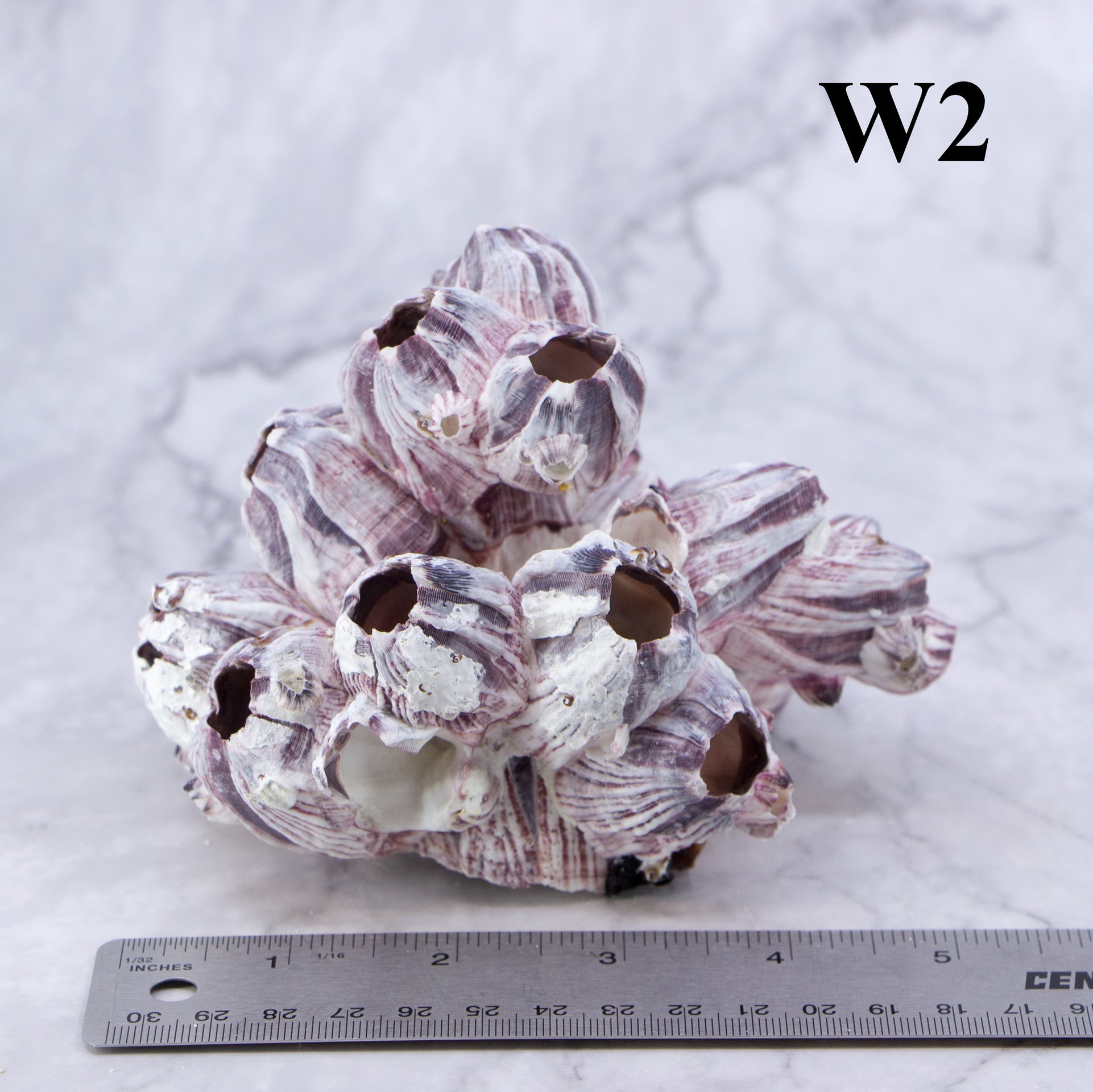 Percebes de 3 a 5 pulgadas