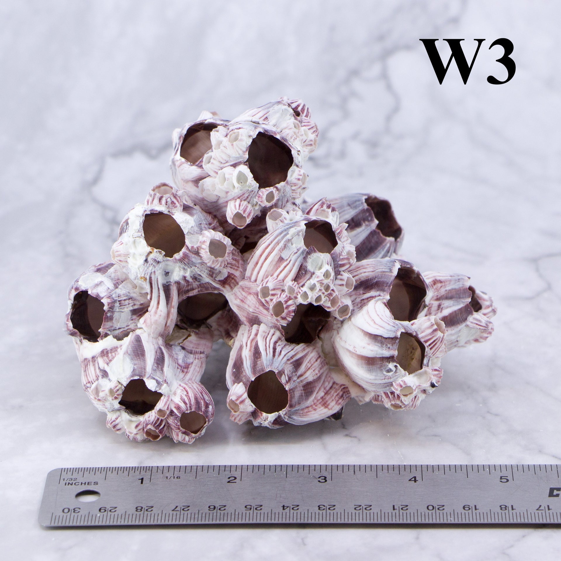 Percebes de 3 a 5 pulgadas
