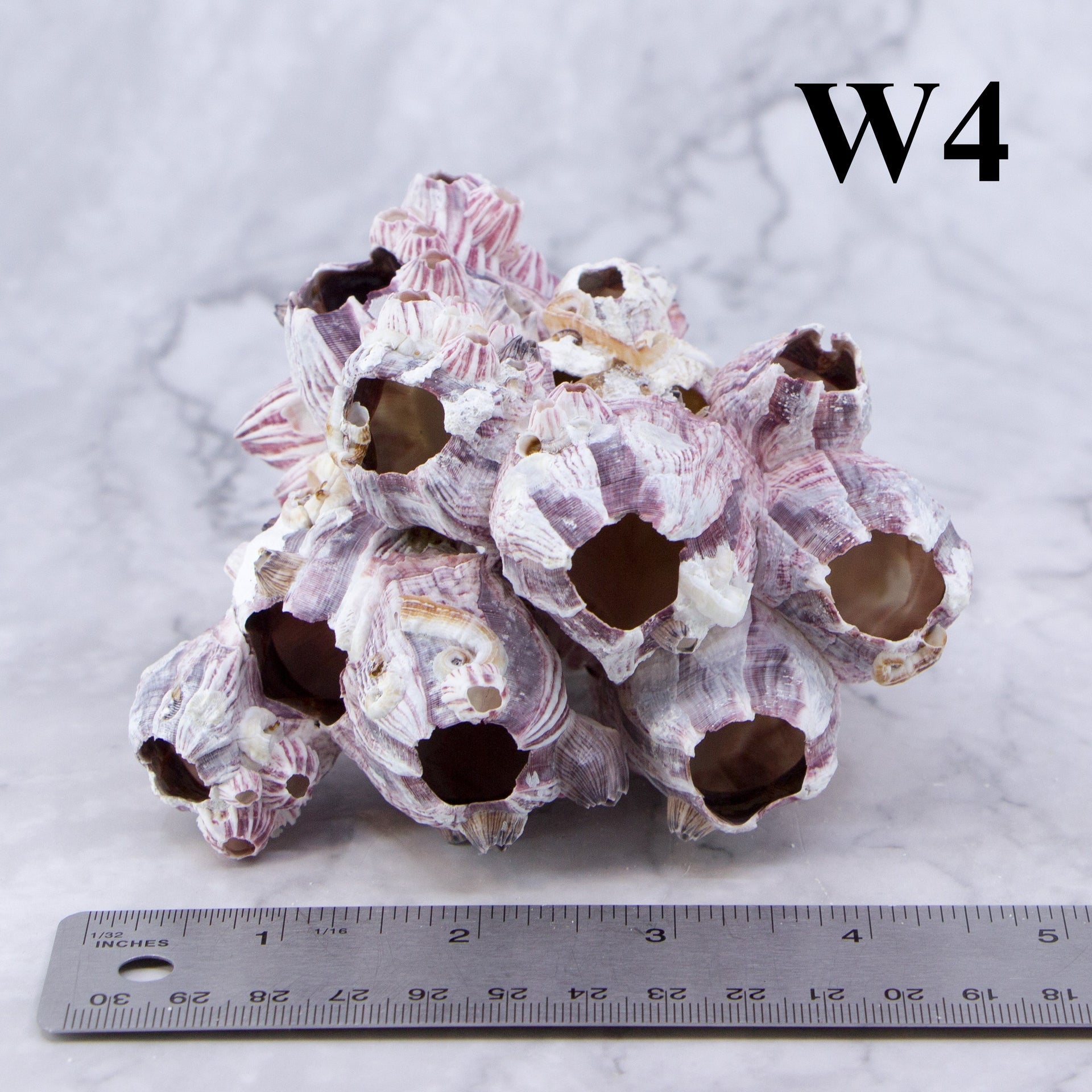 Percebes de 3 a 5 pulgadas