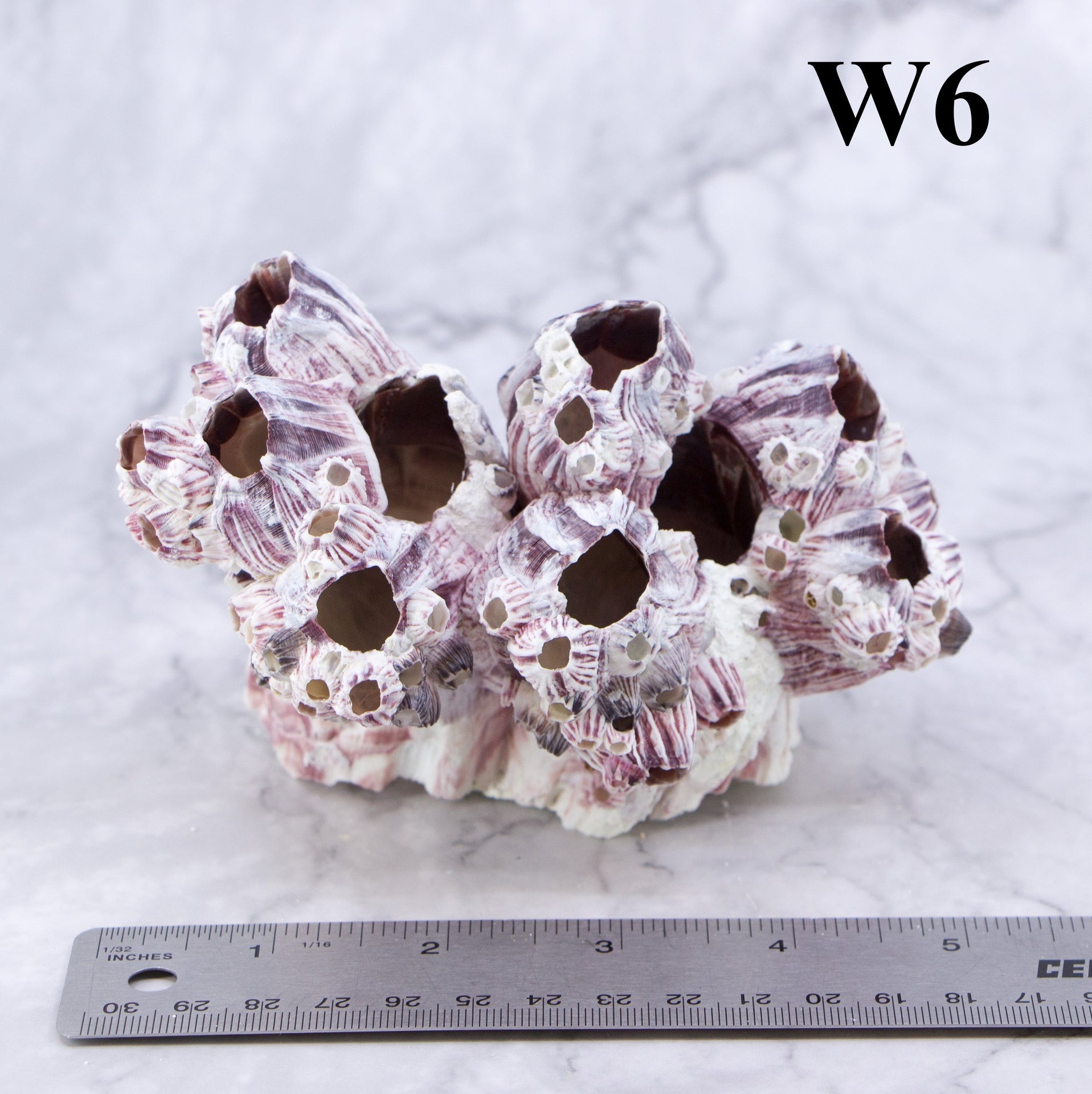 Percebes de 3 a 5 pulgadas